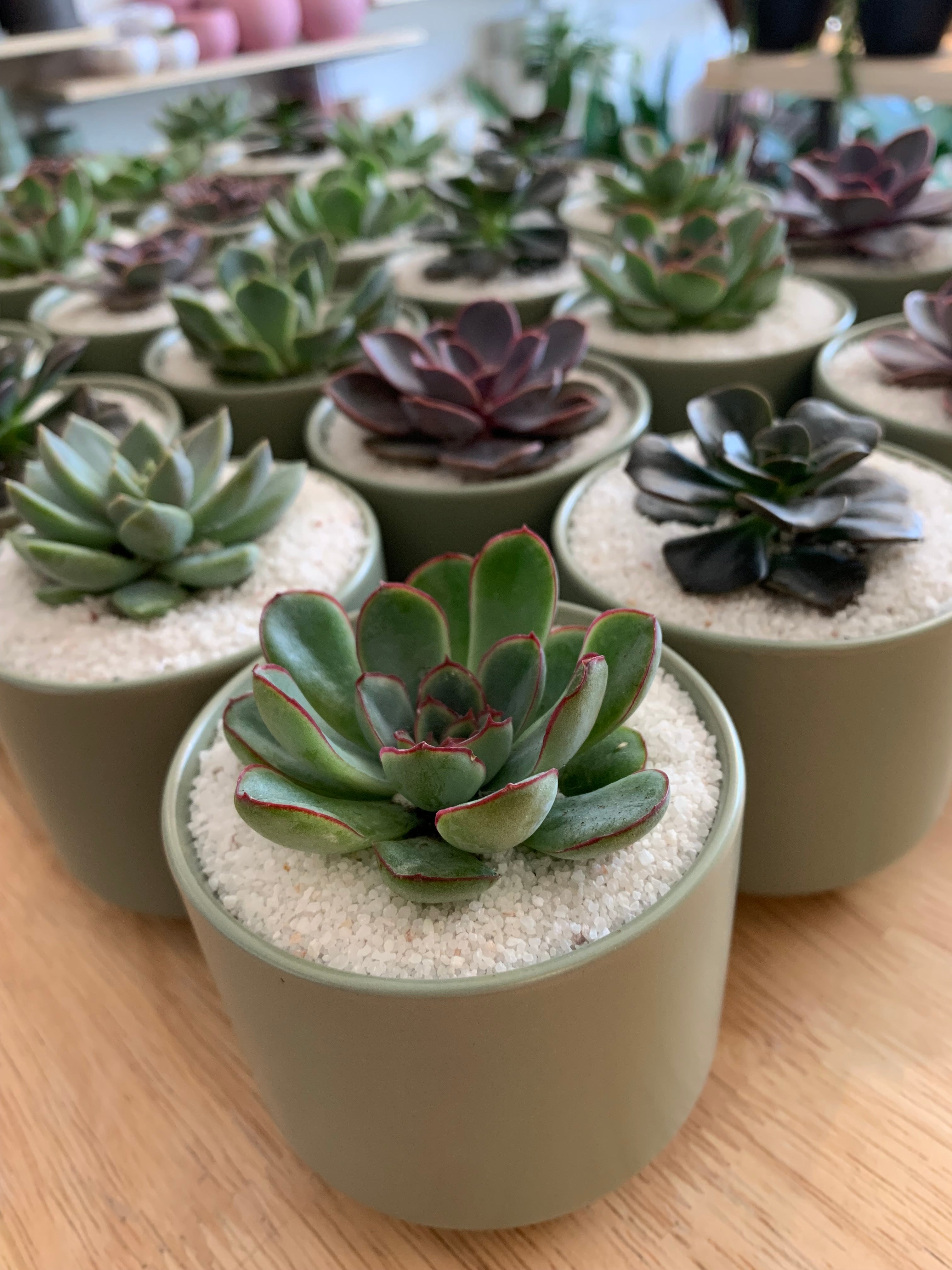 succulent plants canada Succulent, Assorted