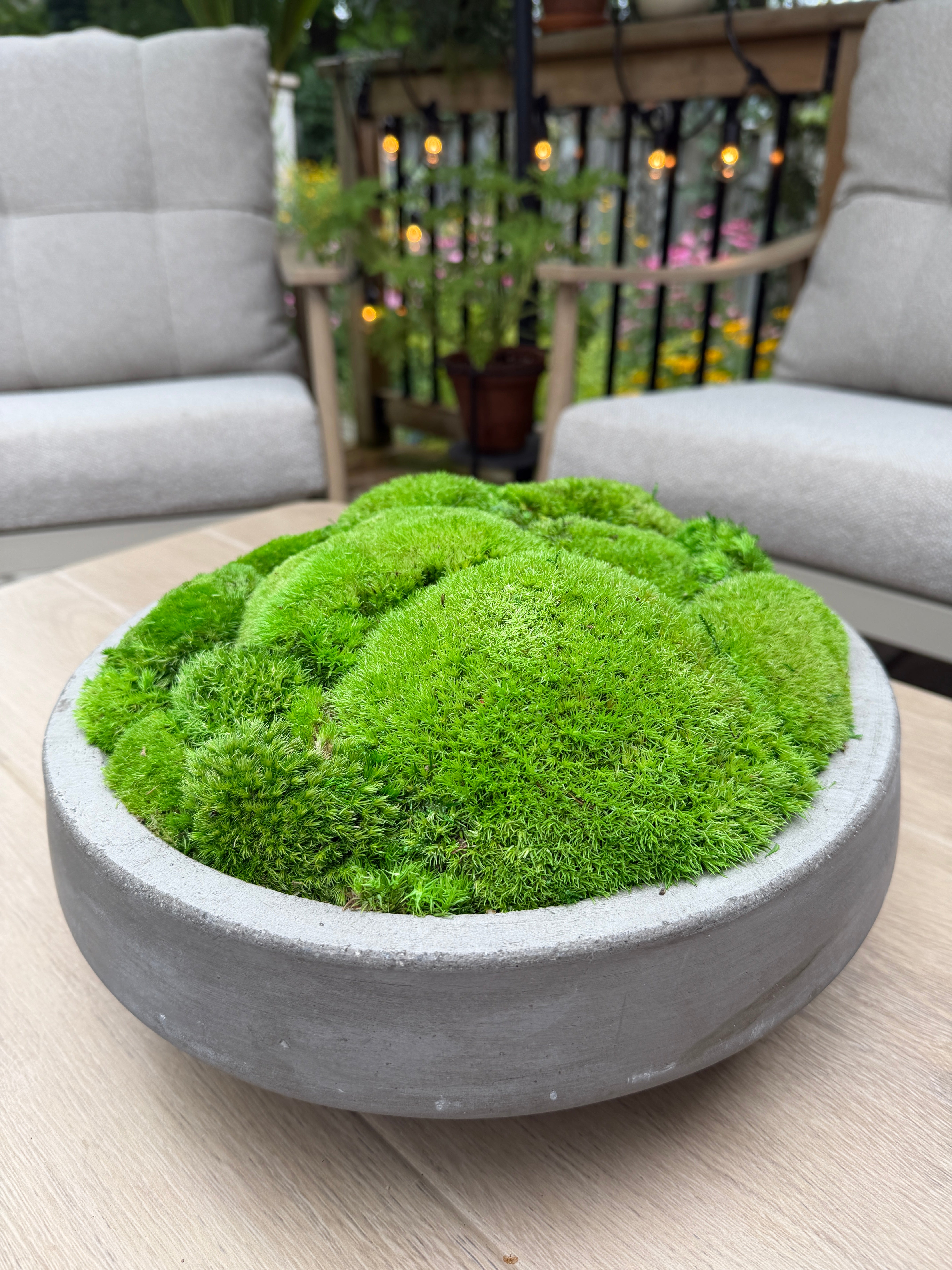 Moss Night Workshop