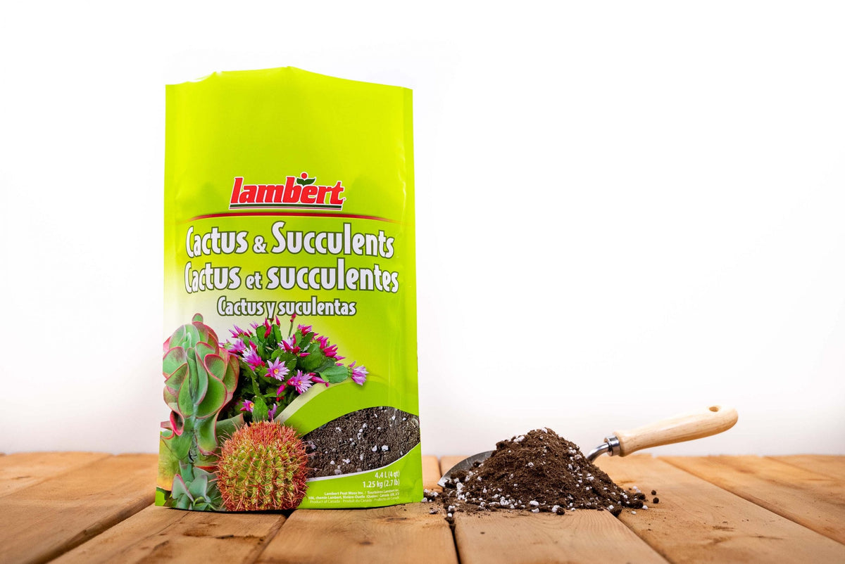 Lambert Cactus & Succulent Mix