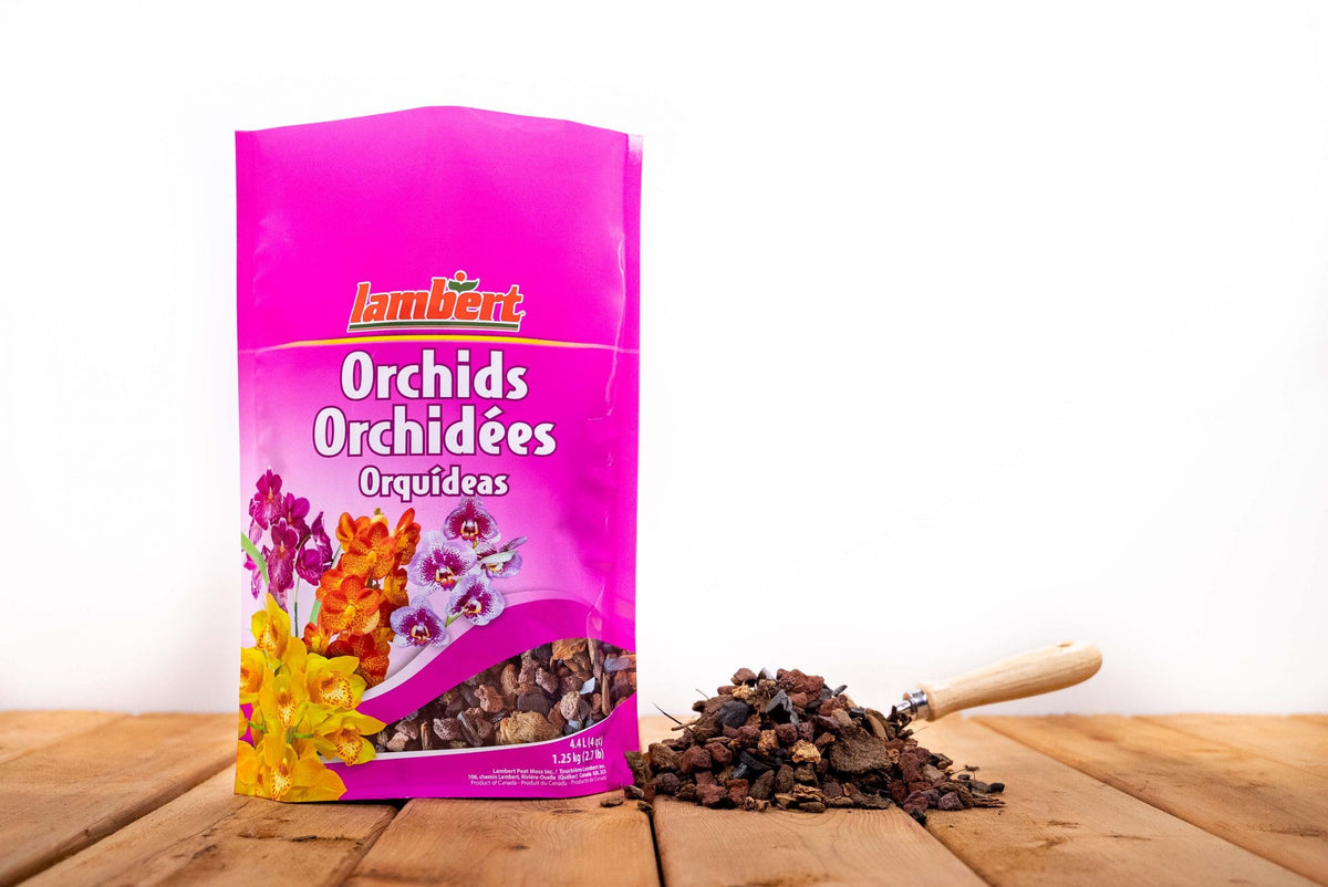 Mélange d'orchidées Lambert