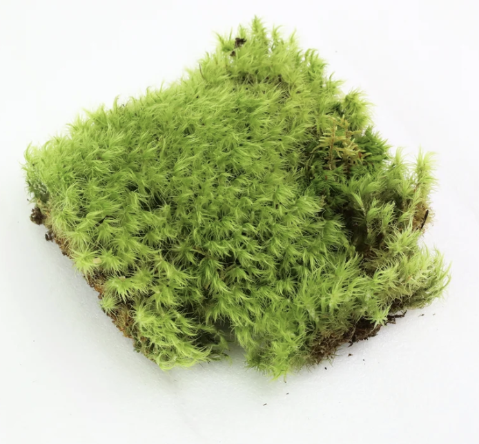 Revita-Moss, Mood Moss