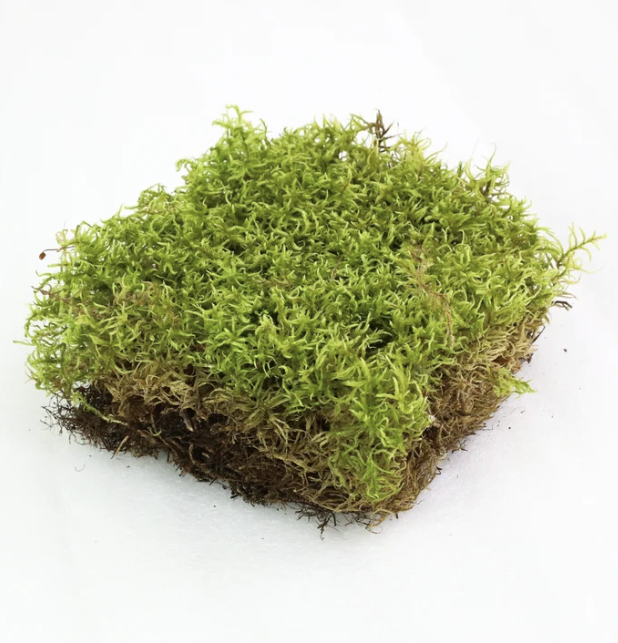 Revita-Moss, Natural Canadian Forest Moss