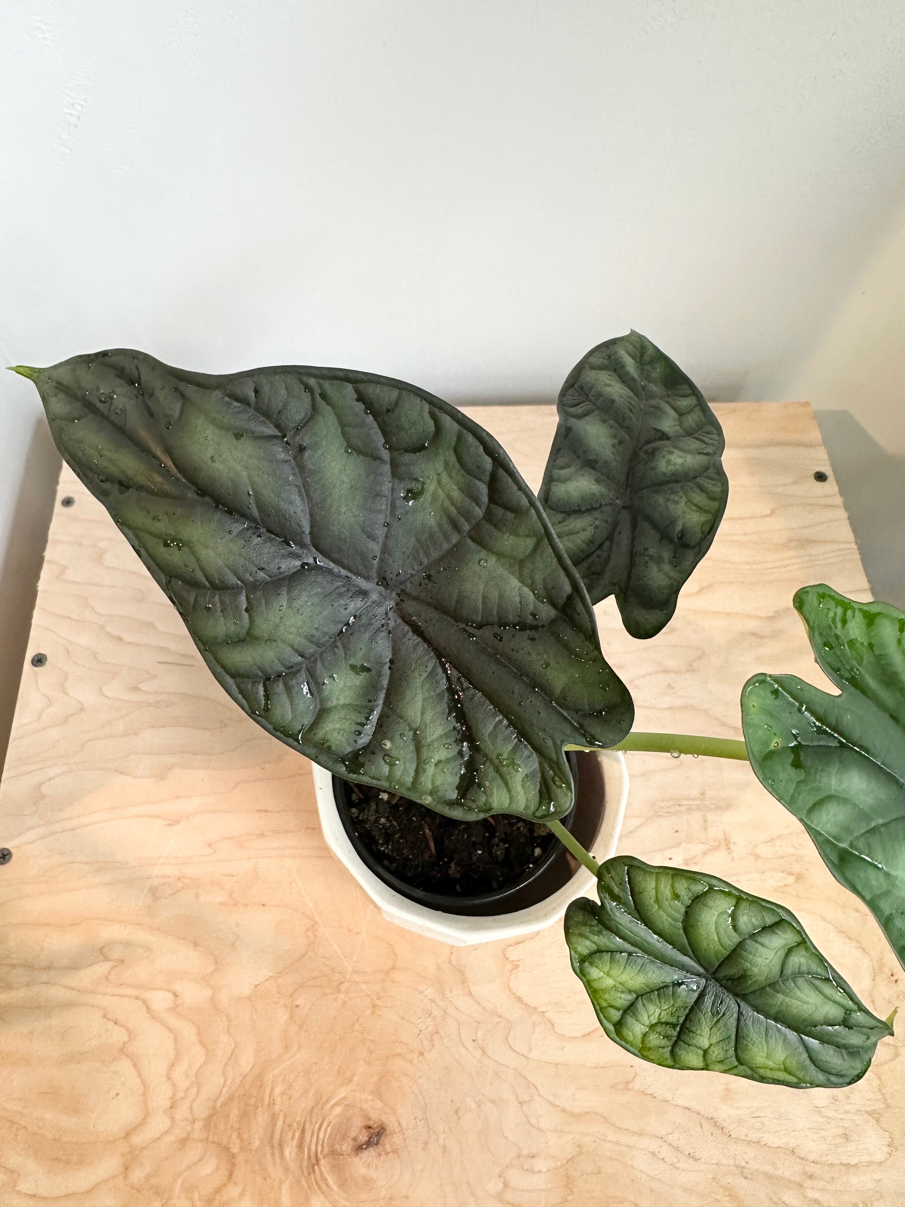 Alocasia 'Dewey's Reversa'