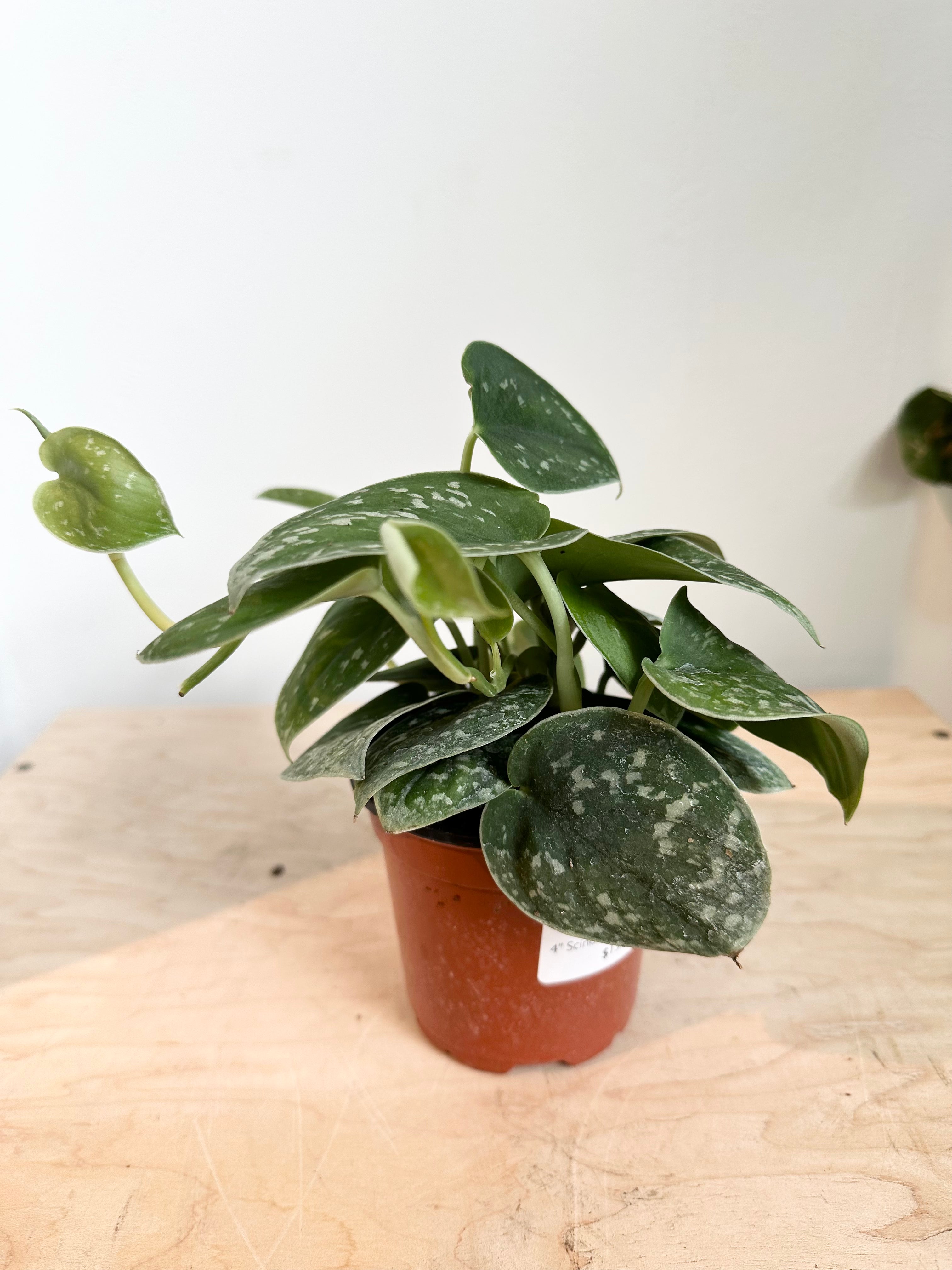 Scindapsus 'Silvery Ann'