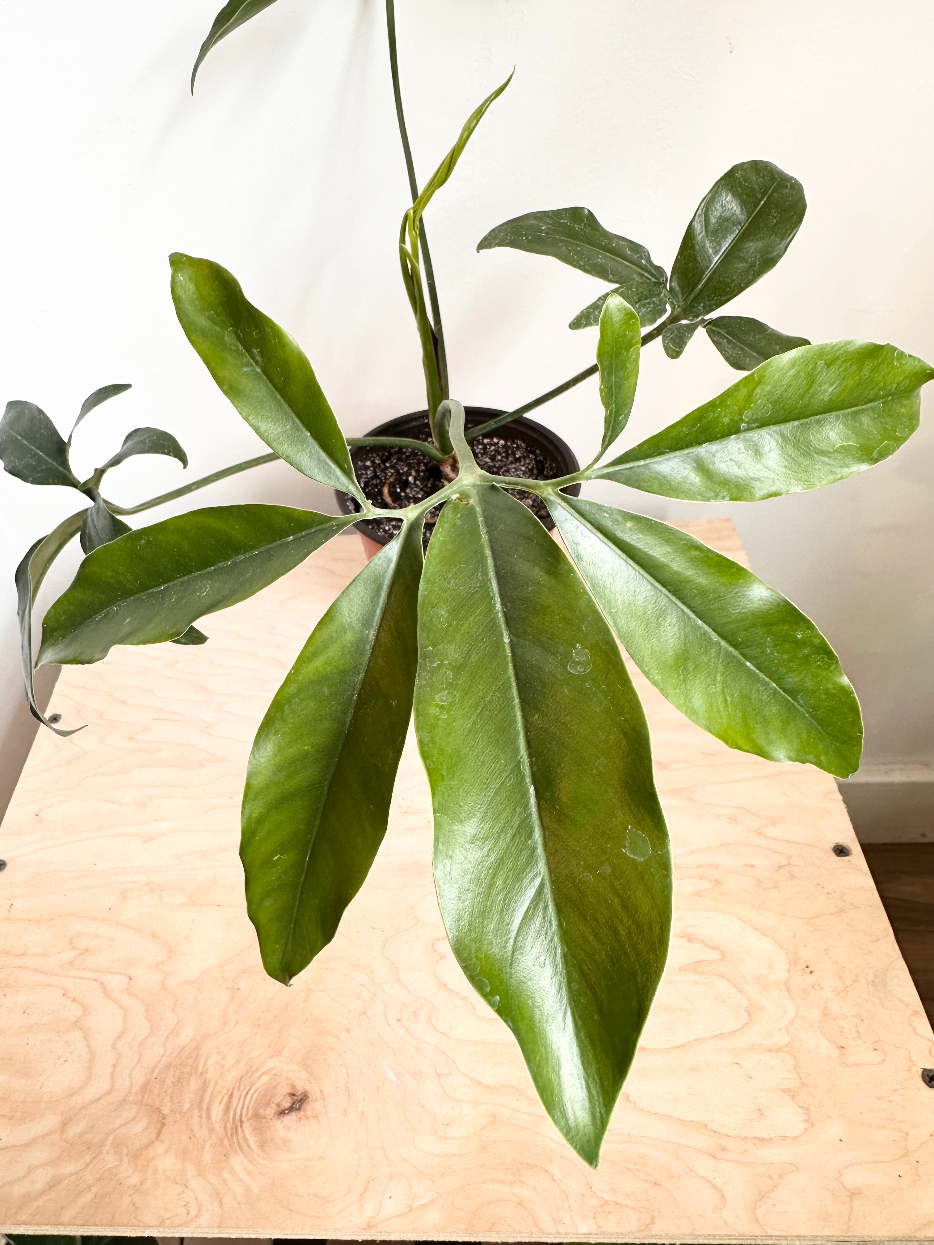 Philodendron 'Goeldii'