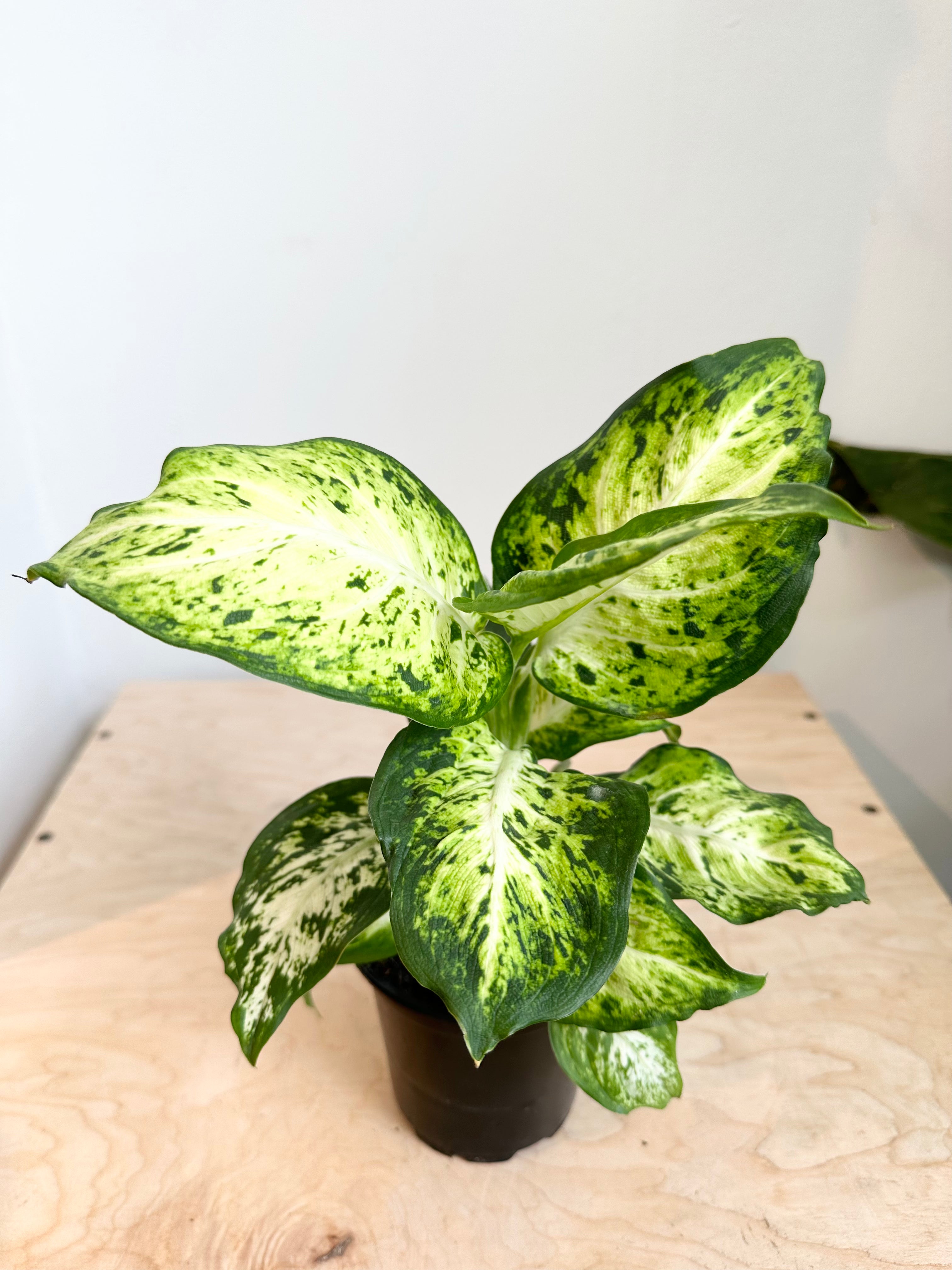 Dieffenbachia Amy