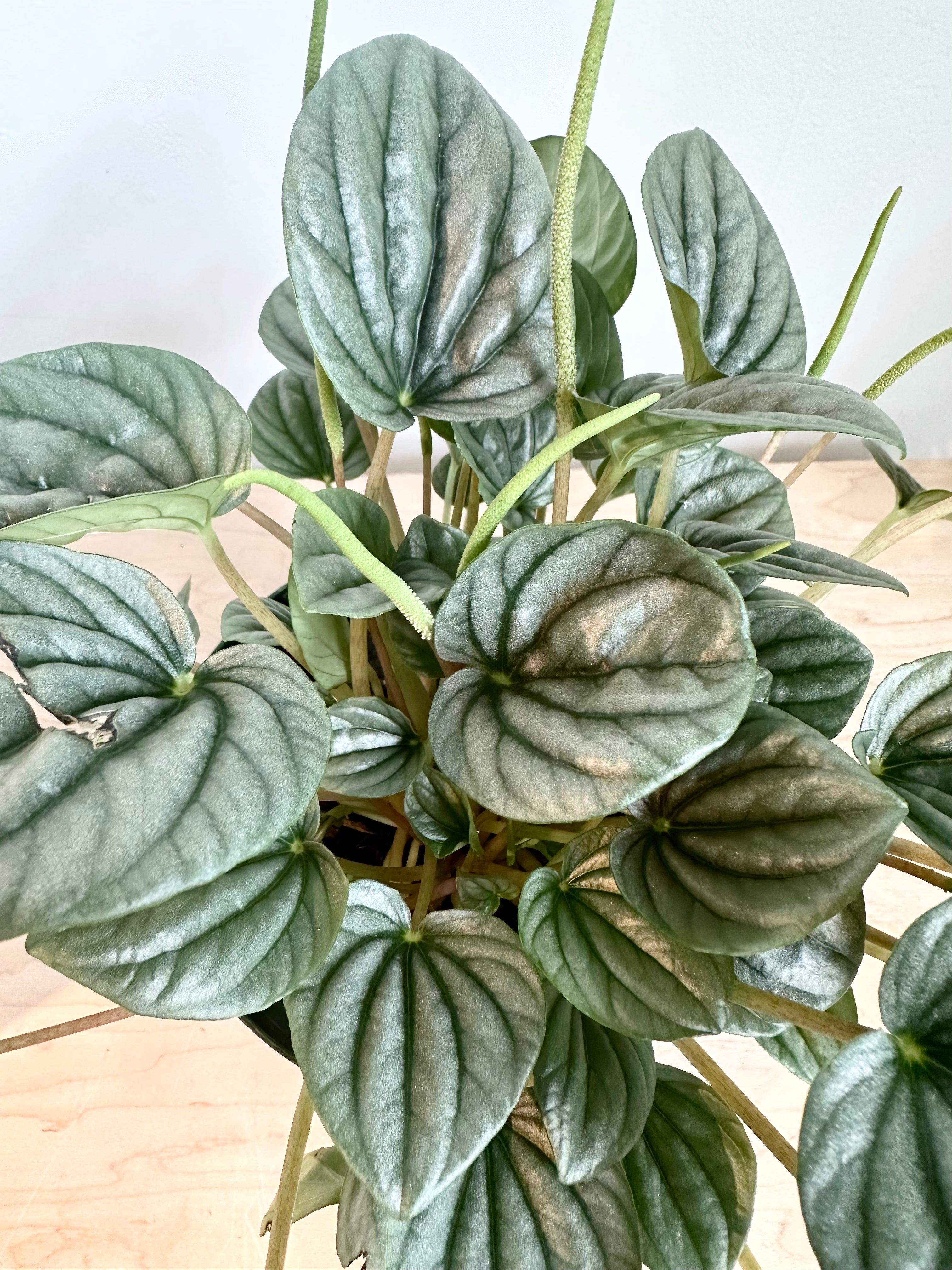 Peperomia 'Frost'