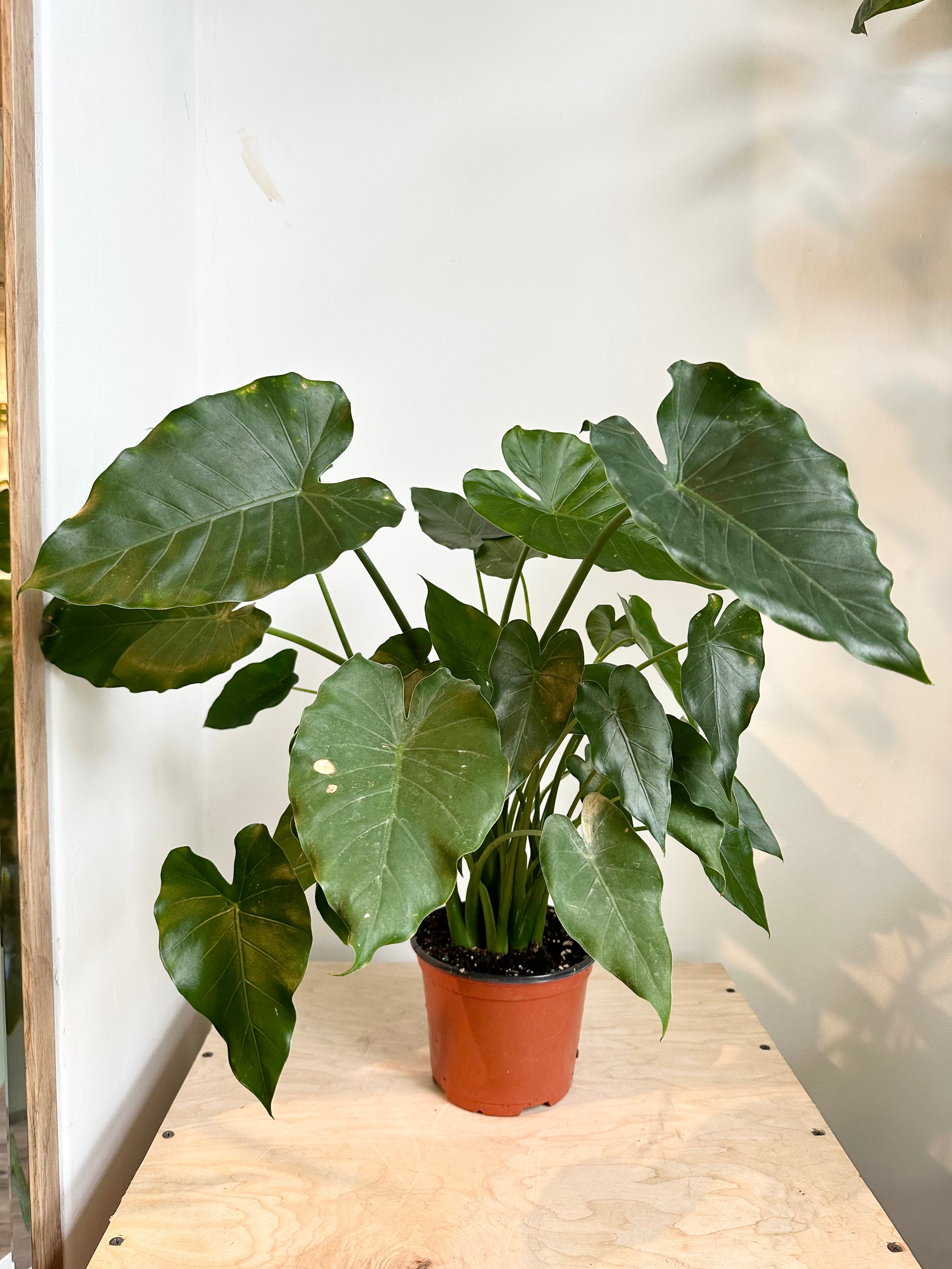 Alocasia 'Odora'