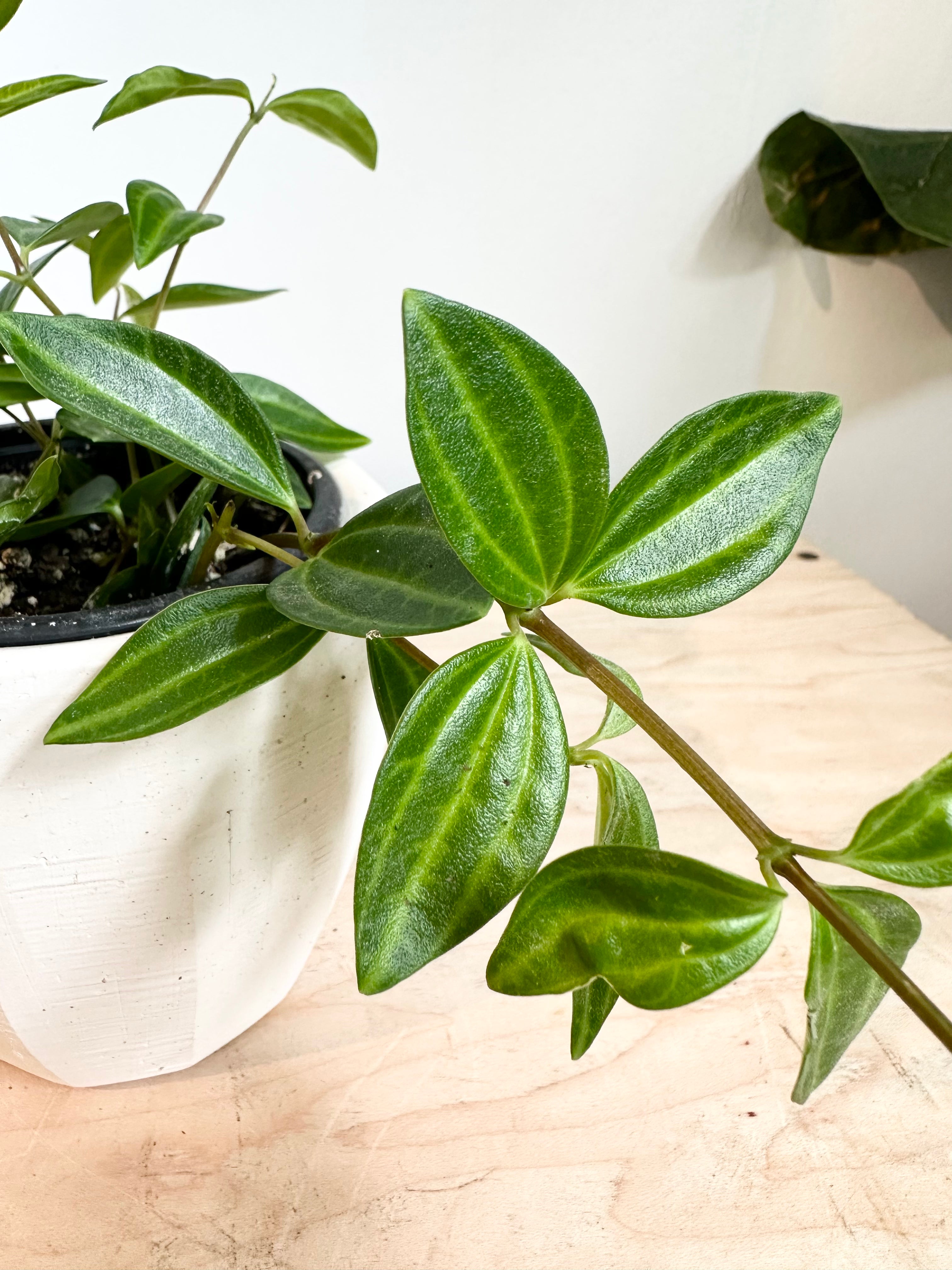 Pépéromia 'Angulata'