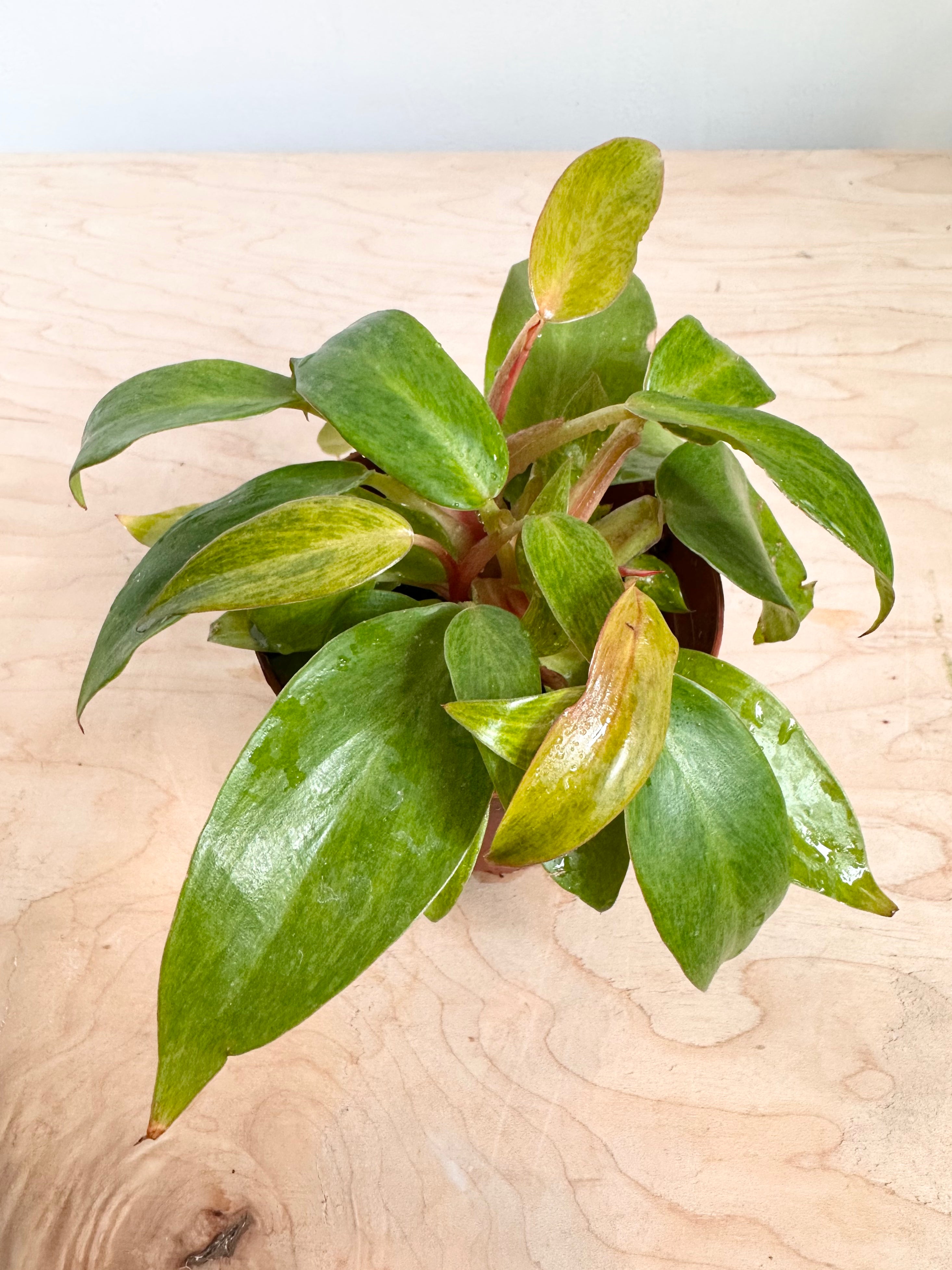 Philodendron 'Quad Colour'