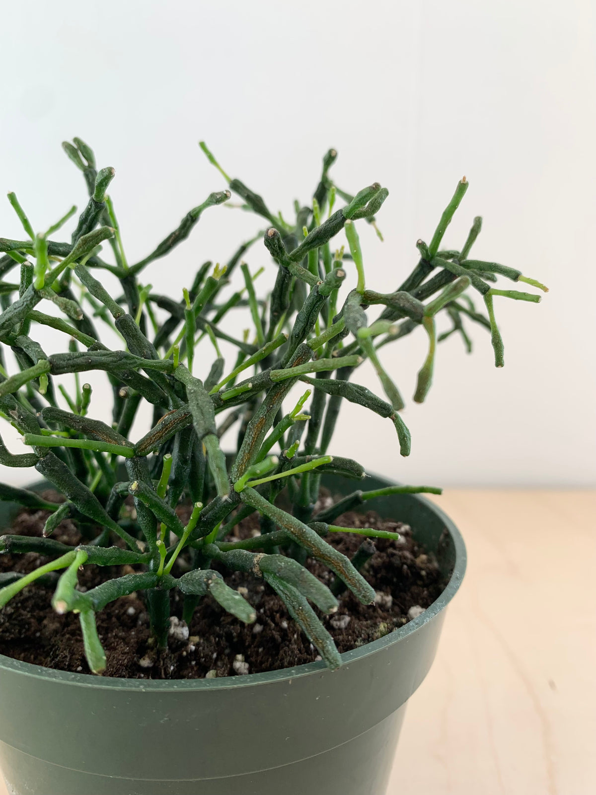 Rhipsalis Hatiora