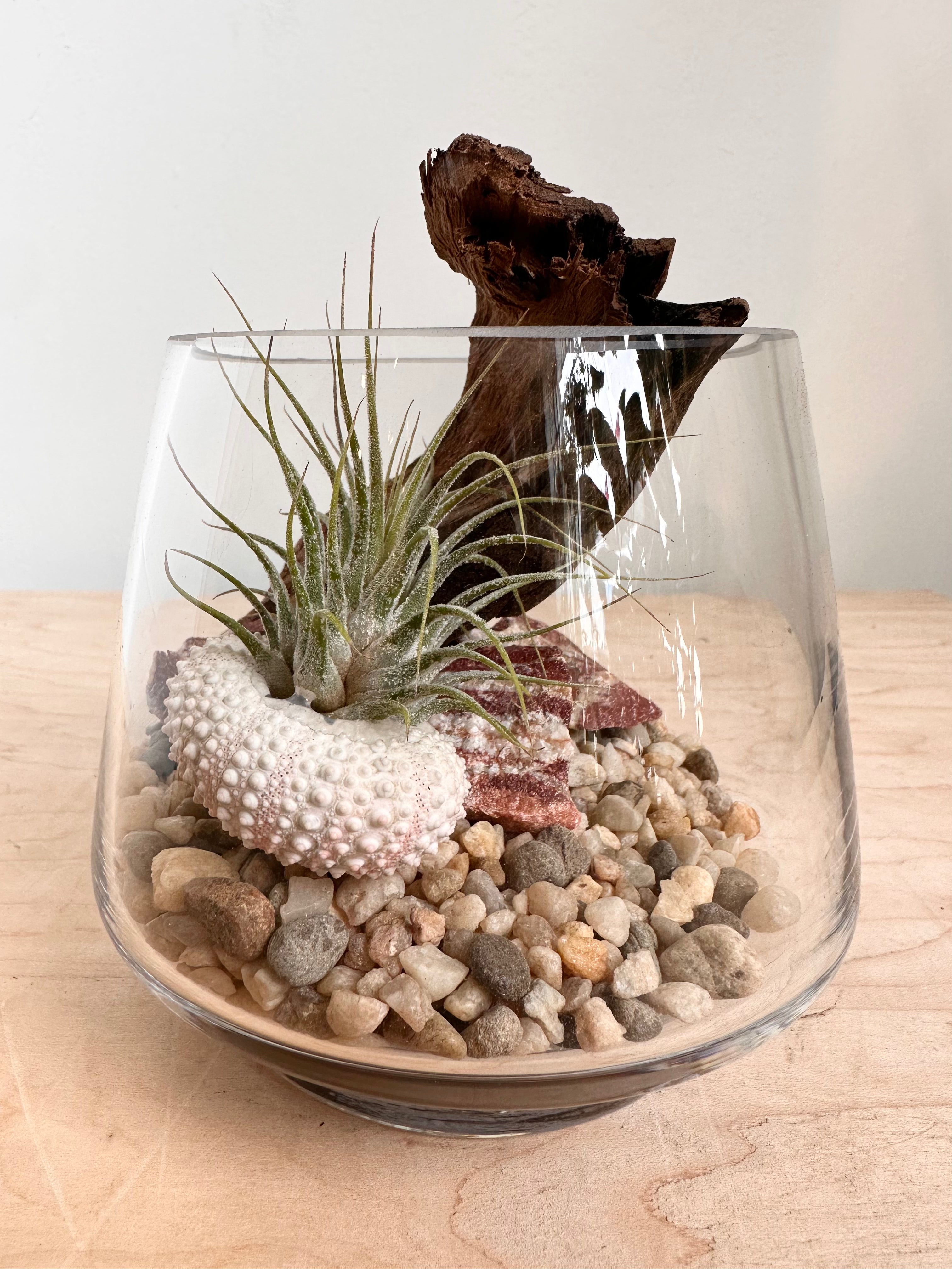 Arreglo de Tillandsias de madera flotante en jarrón Kinsey
