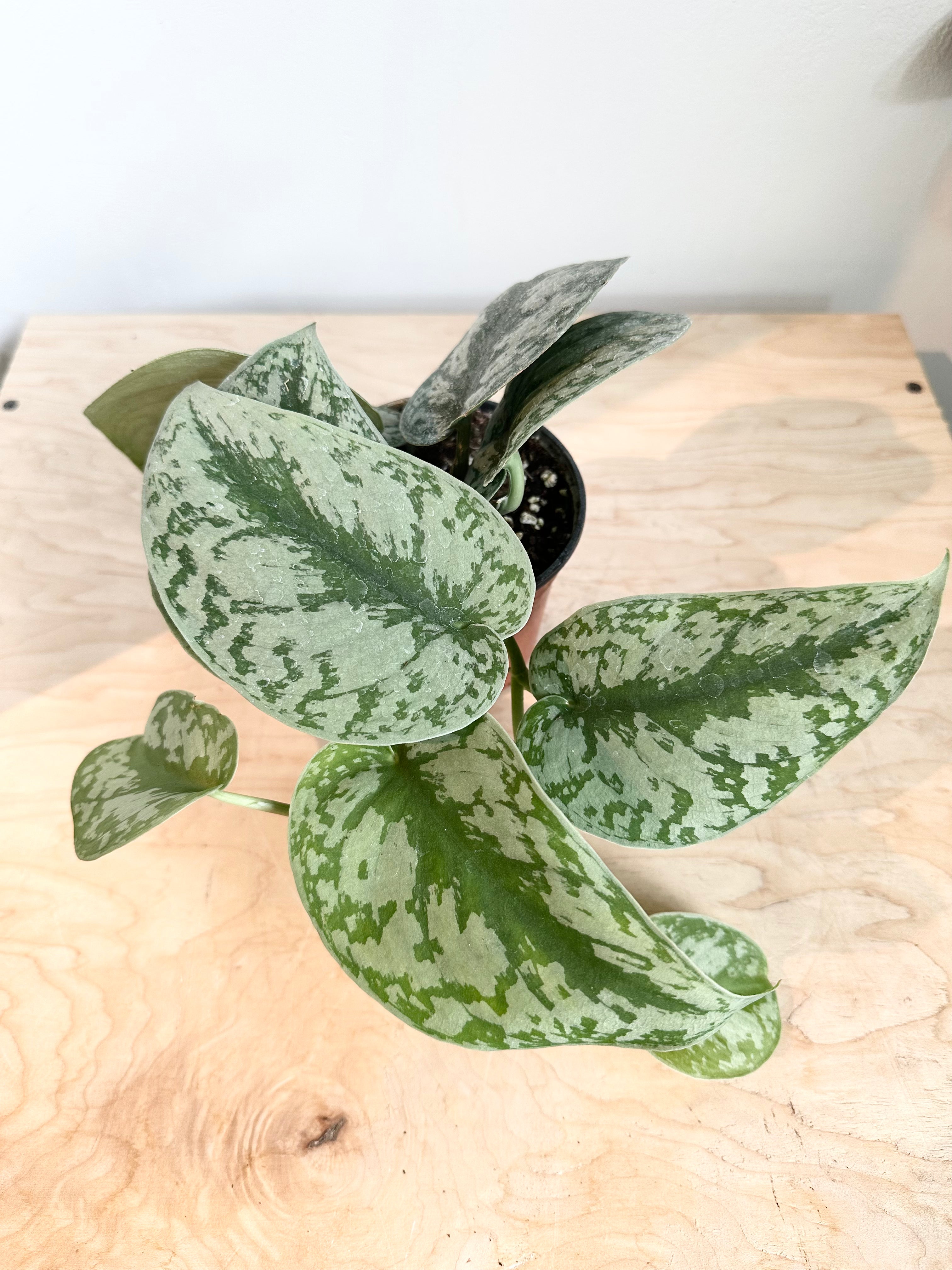 Scindapsus 'Silver Satin'