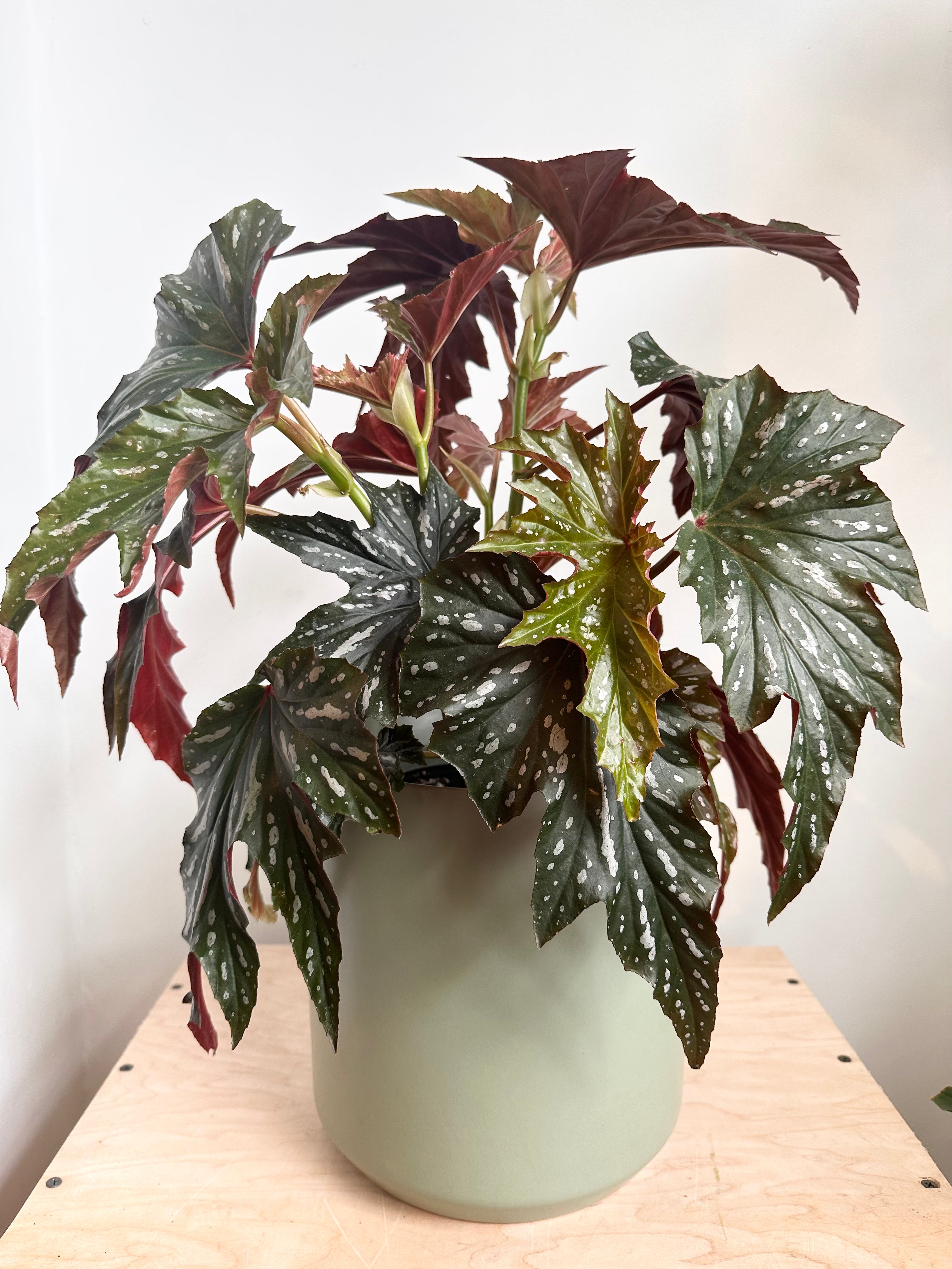 Begonia Ala de Ángel