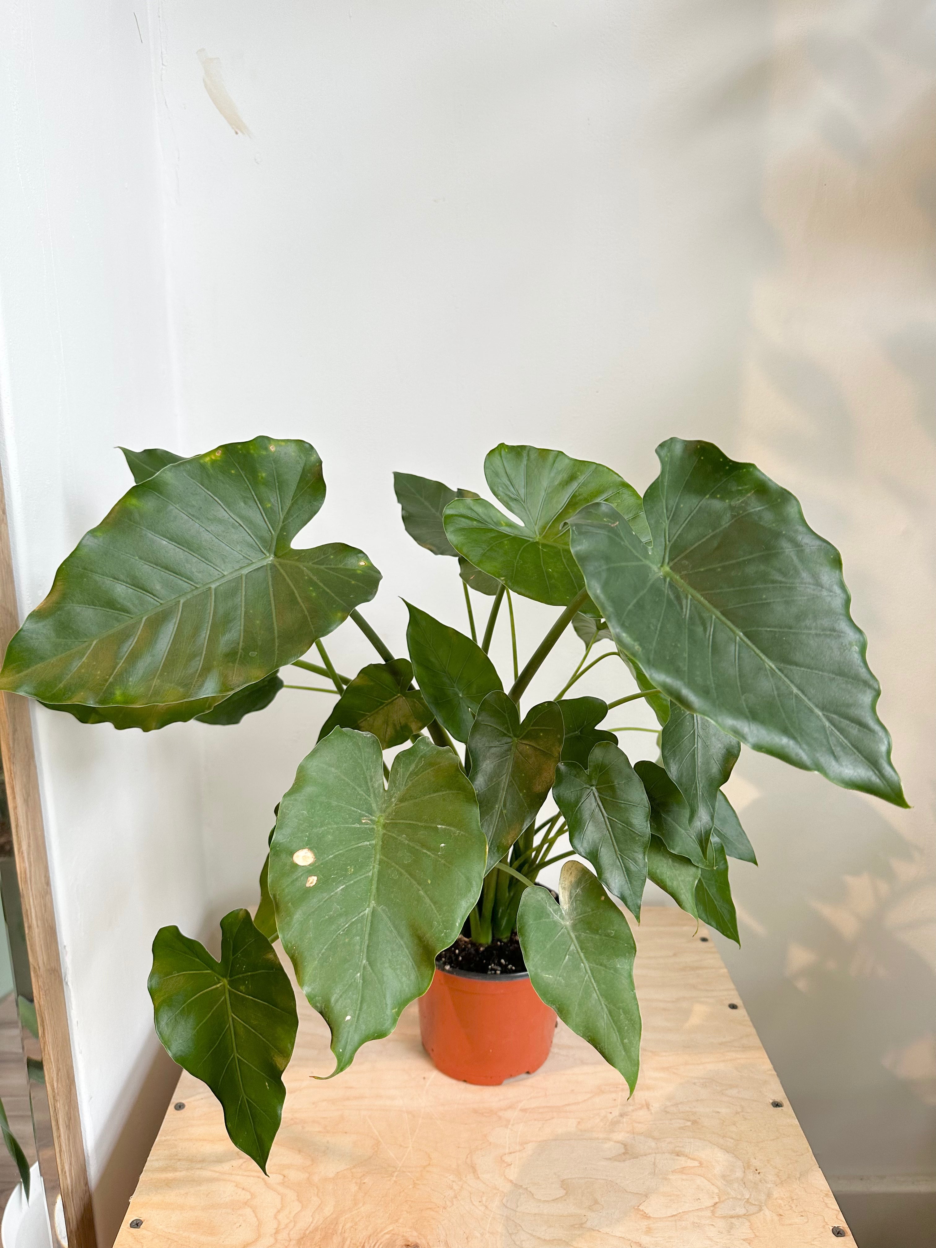 Alocasia 'Odora'