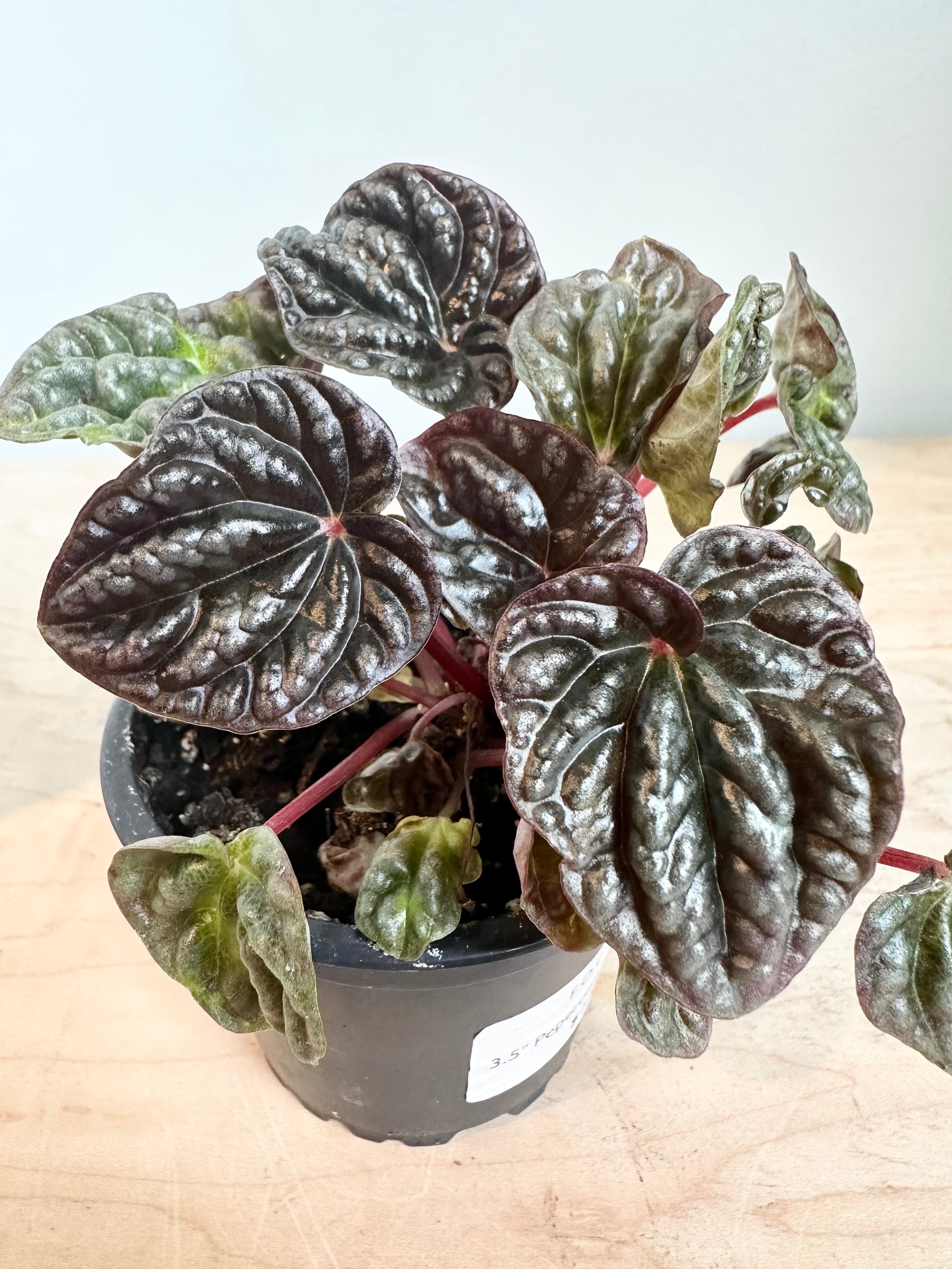 Peperomia 'Caperata Roja'