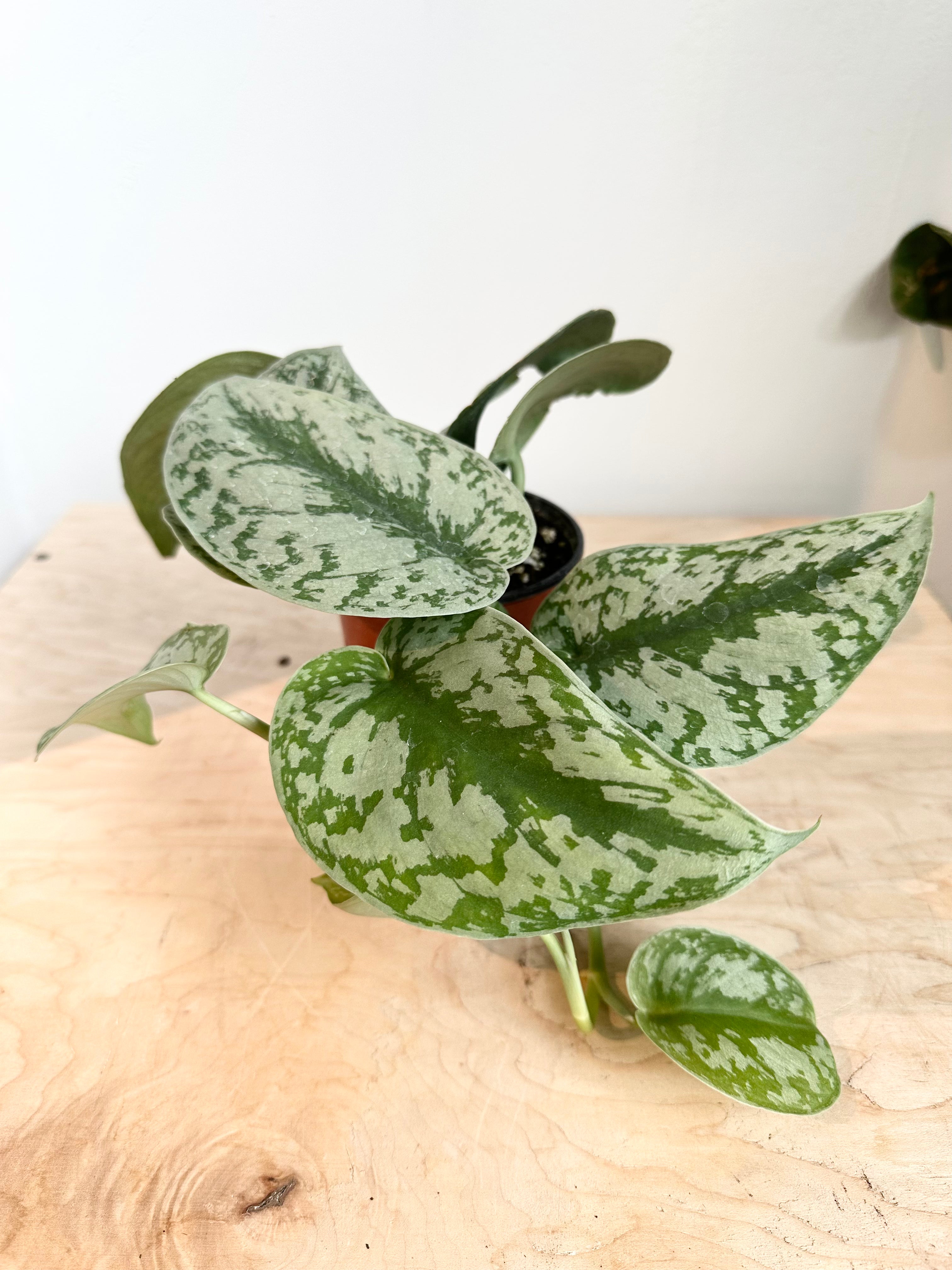 Scindapsus 'Silver Satin'