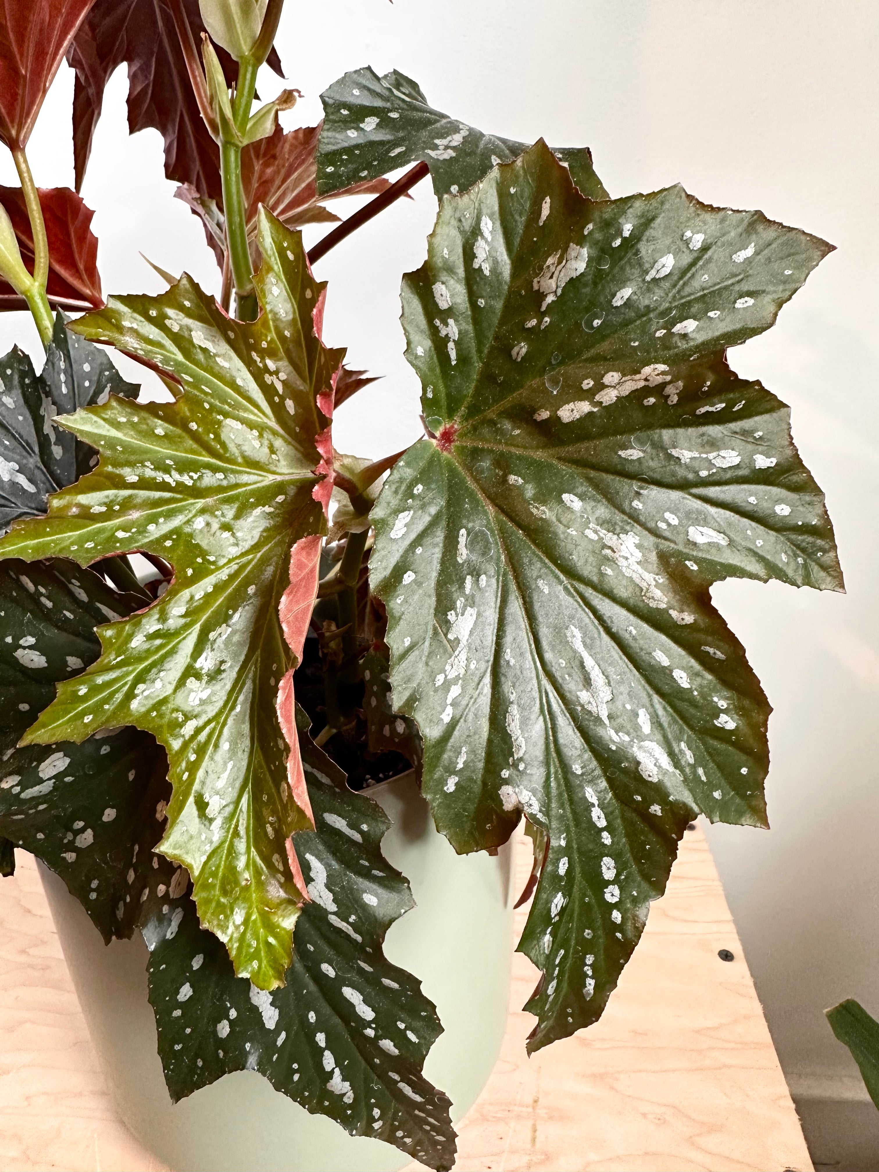 Begonia Ala de Ángel