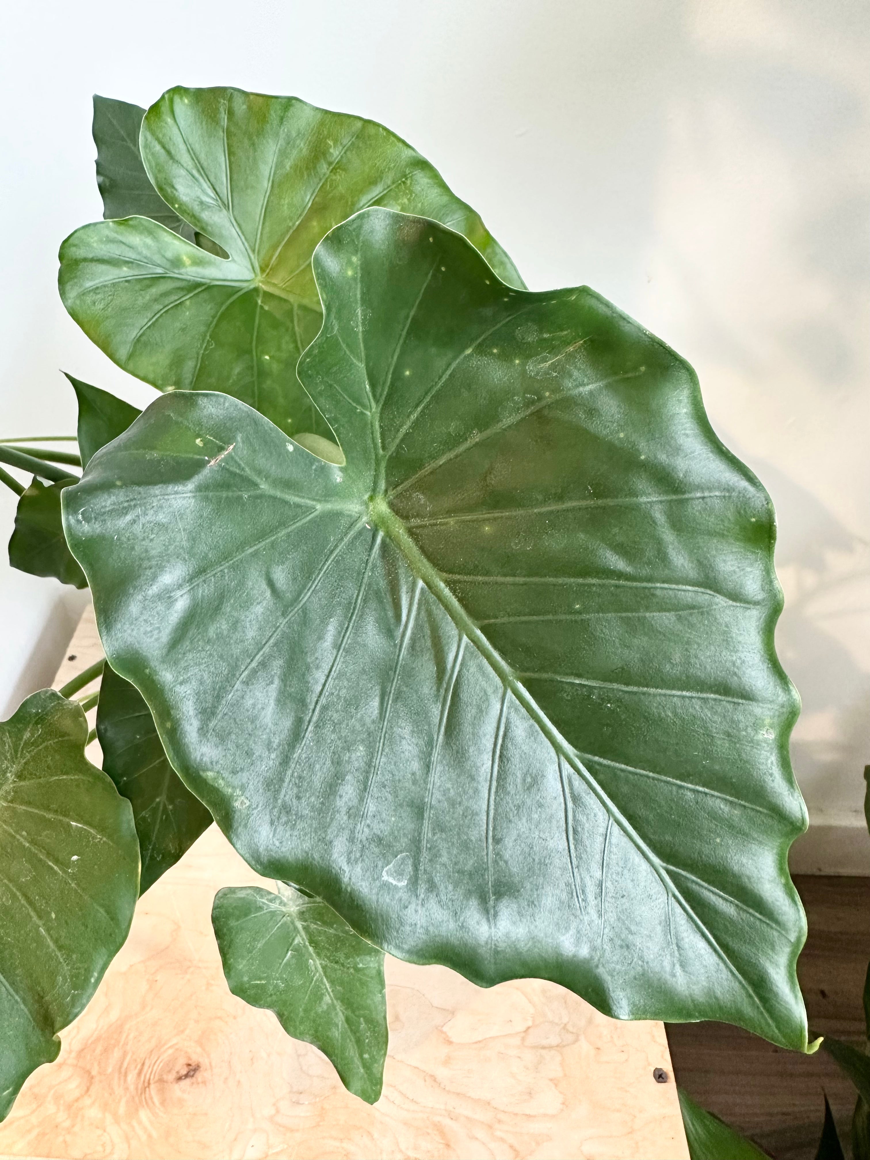 Alocasia 'Odora'
