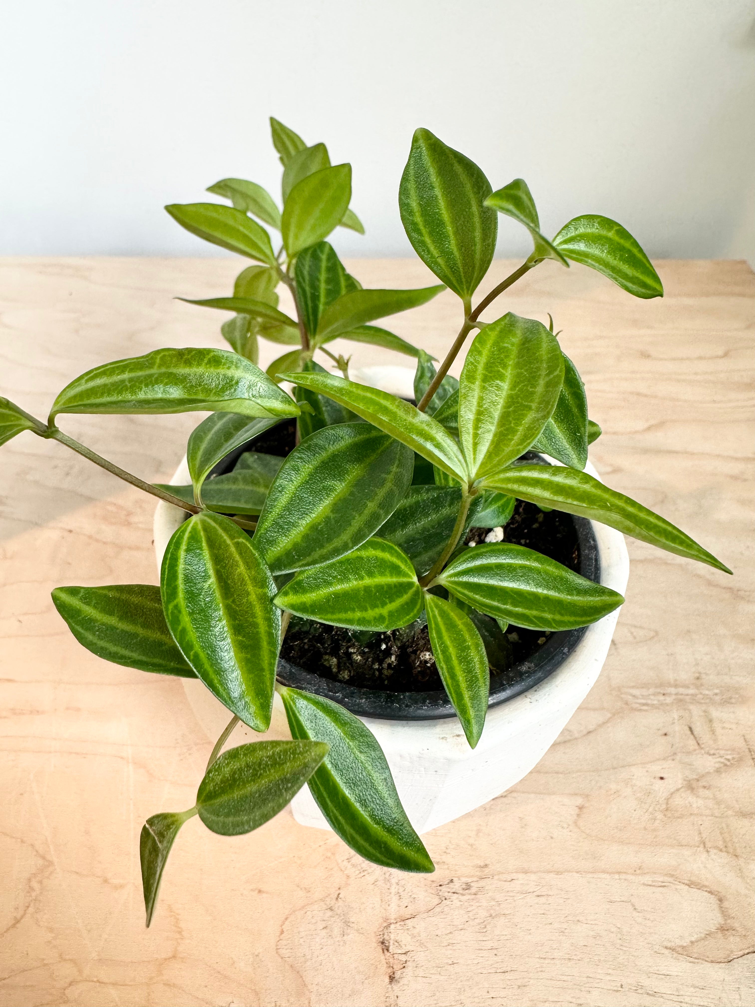 Pépéromia 'Angulata'