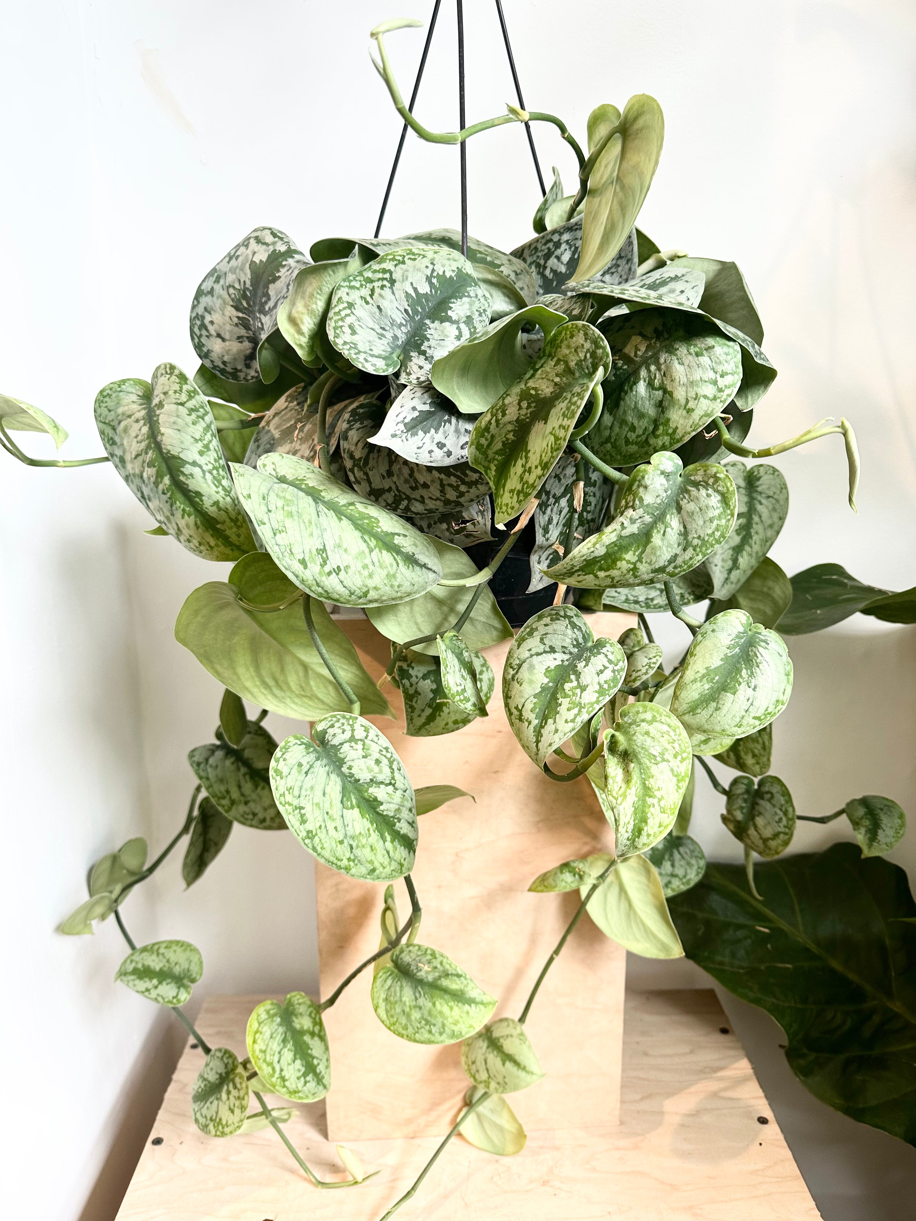 Scindapsus Pictus 'Exotica'