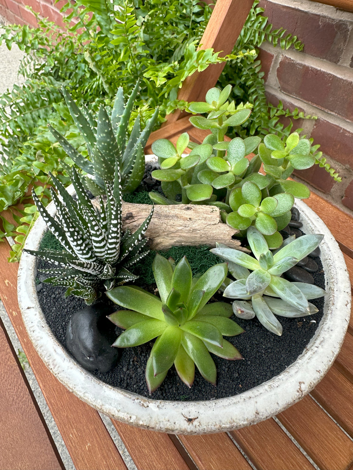 Succulent Garden DIY Kit
