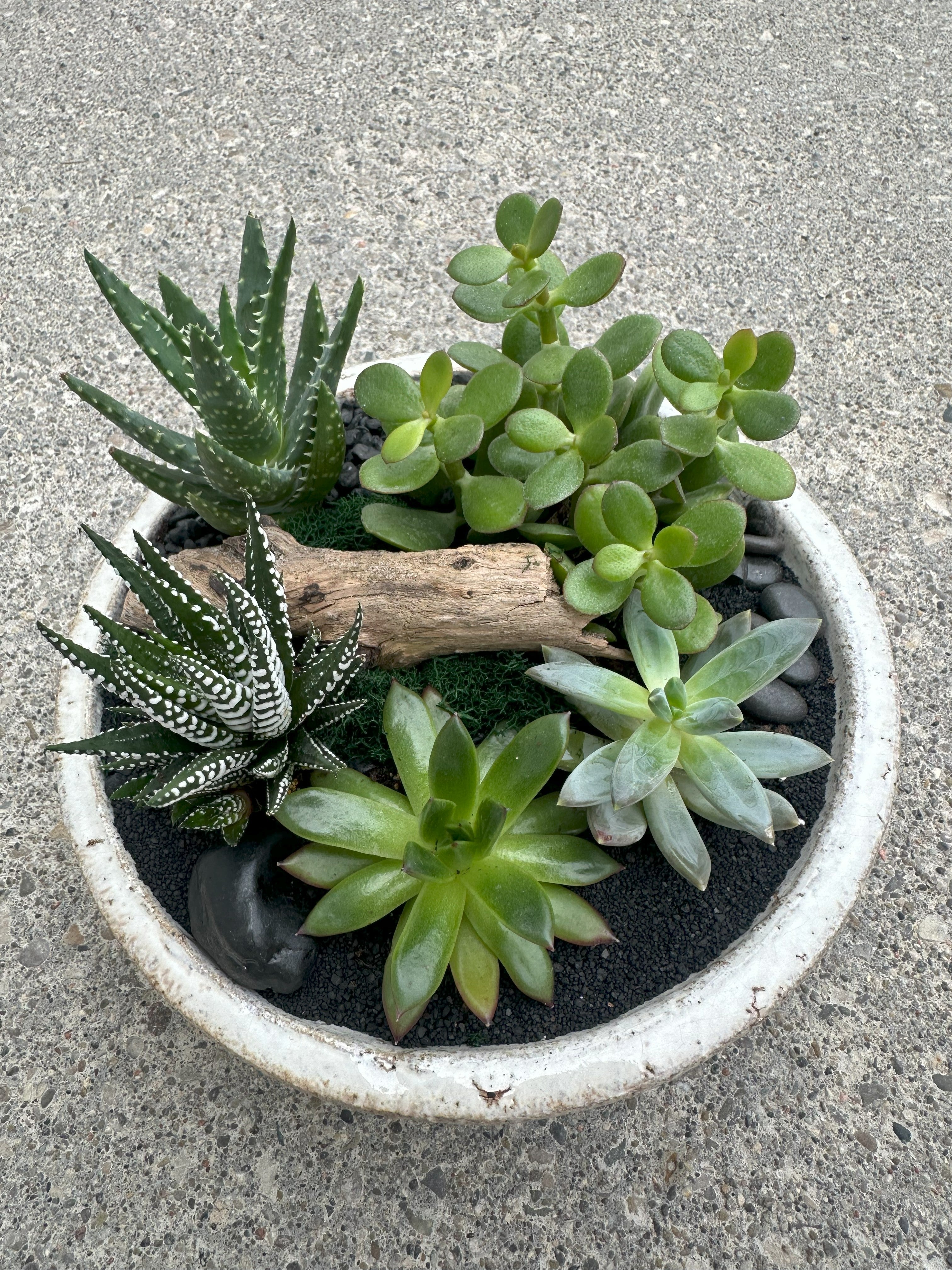 succulent garden indoor kit Succulent Garden DIY Kit