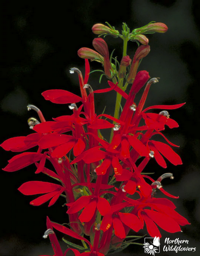 Cardinal Flower (Lobelia cardinalis) Seeds