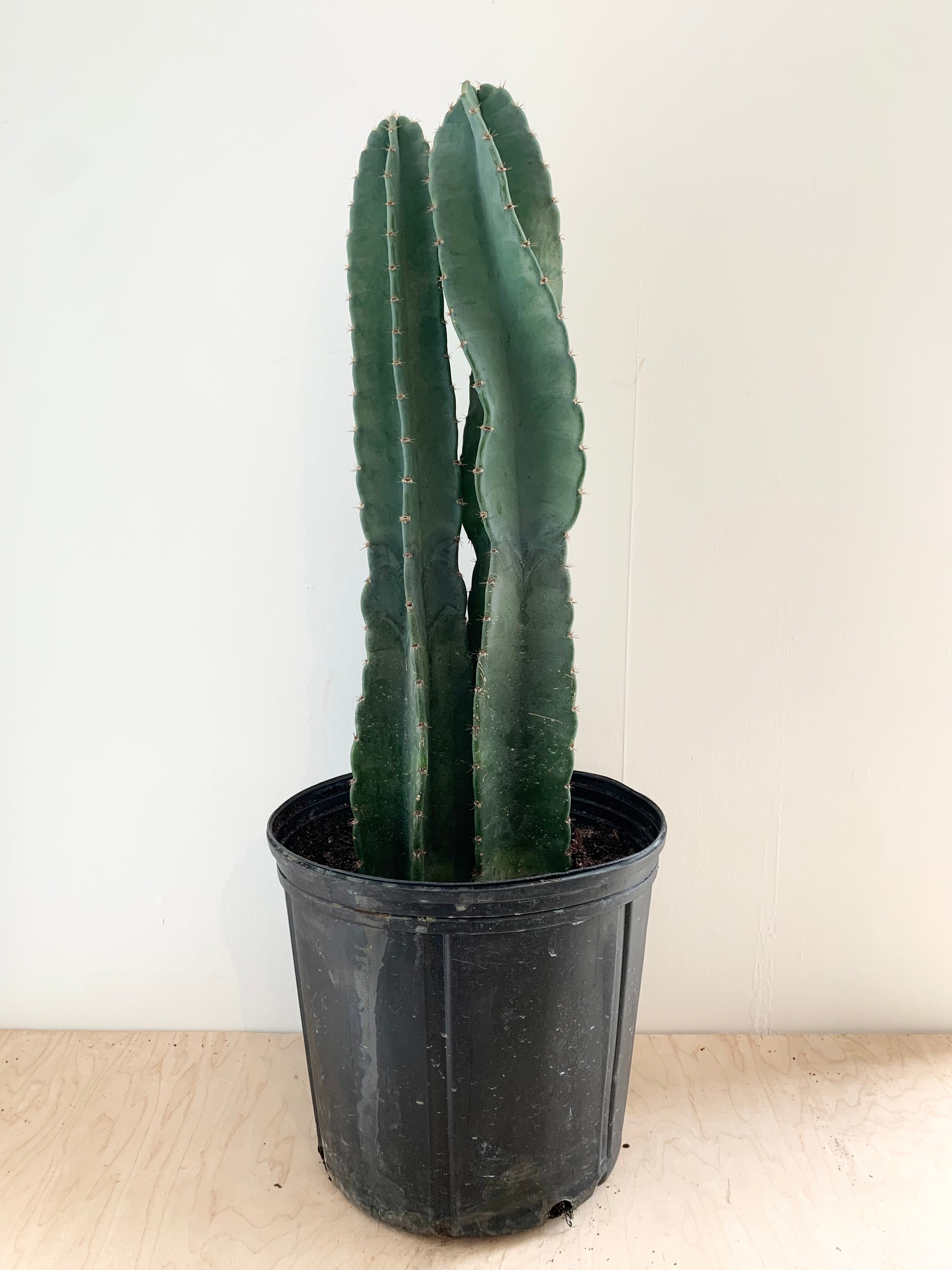 Peruvianus Cactus