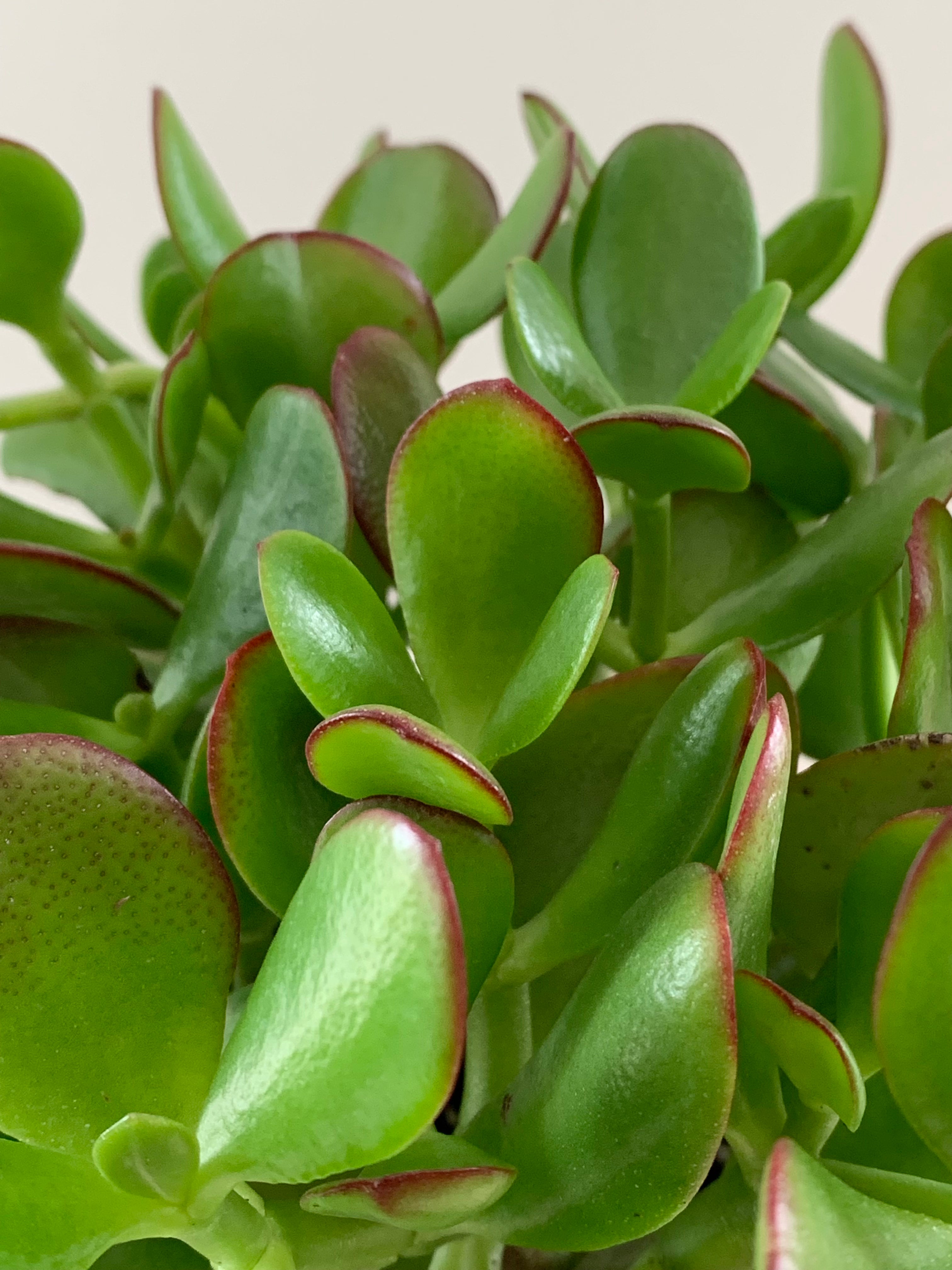 Jade, Assorted