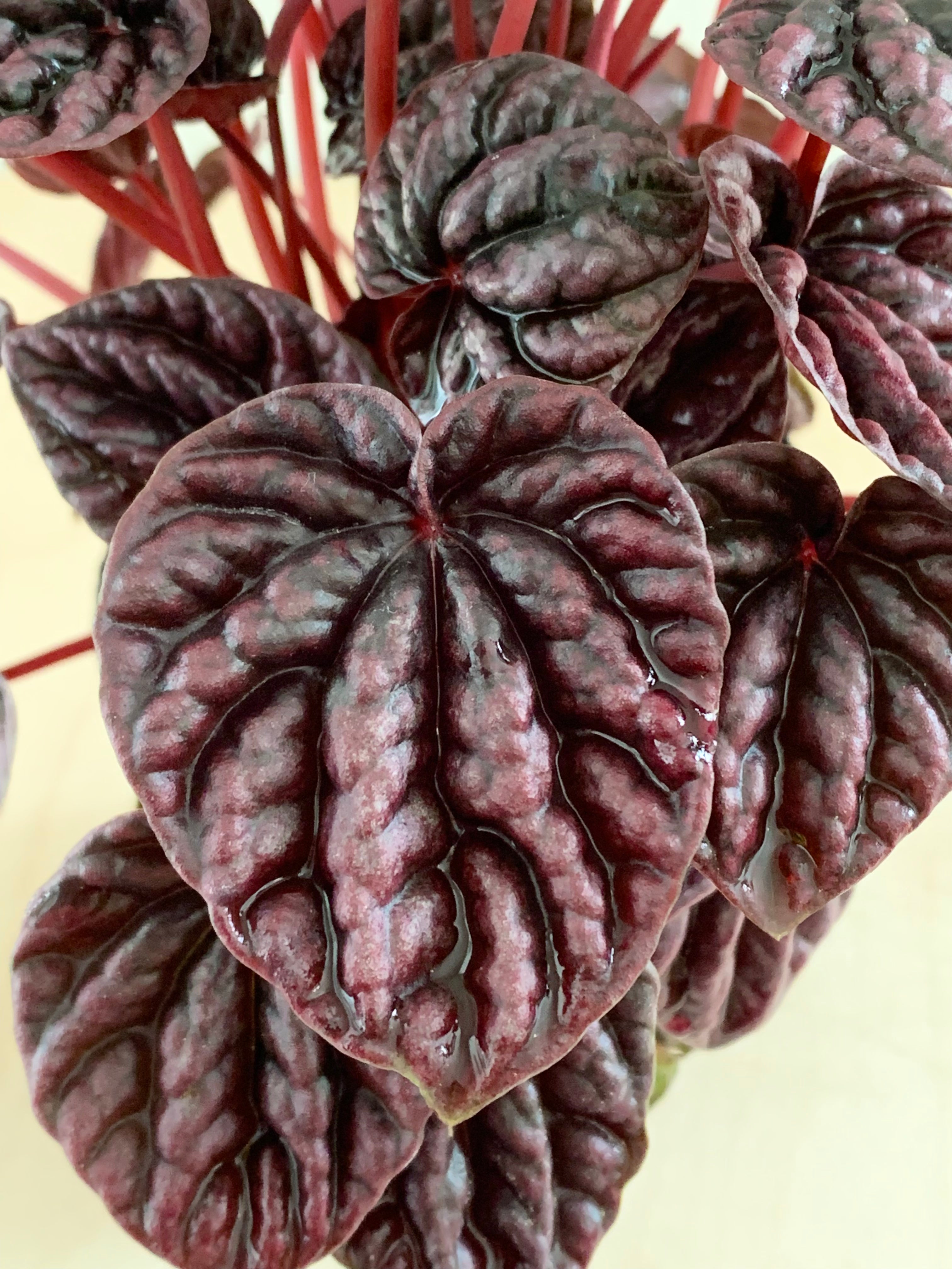 Peperomia 'Schumi Red'