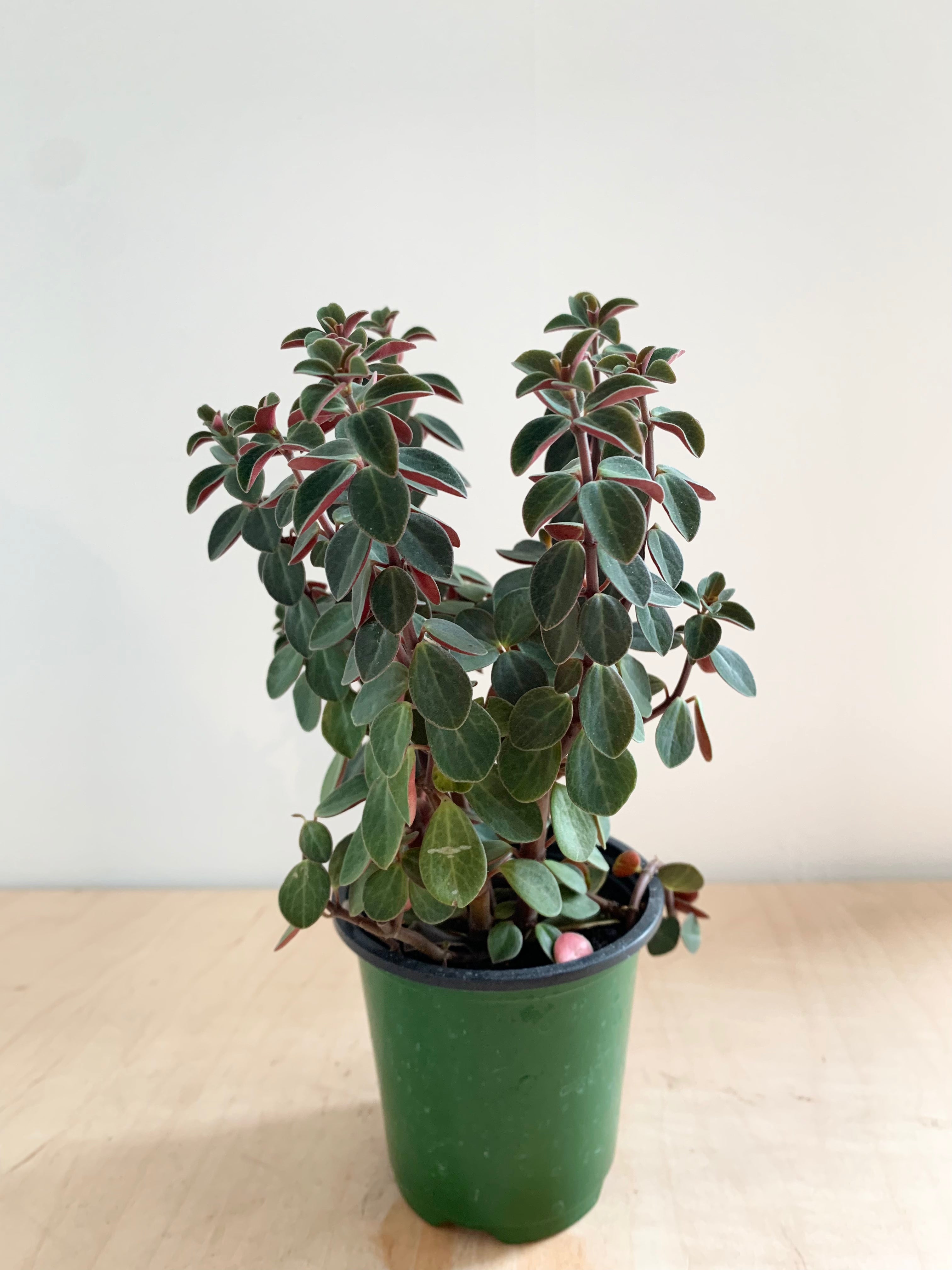 Peperomia 'Verticillata'