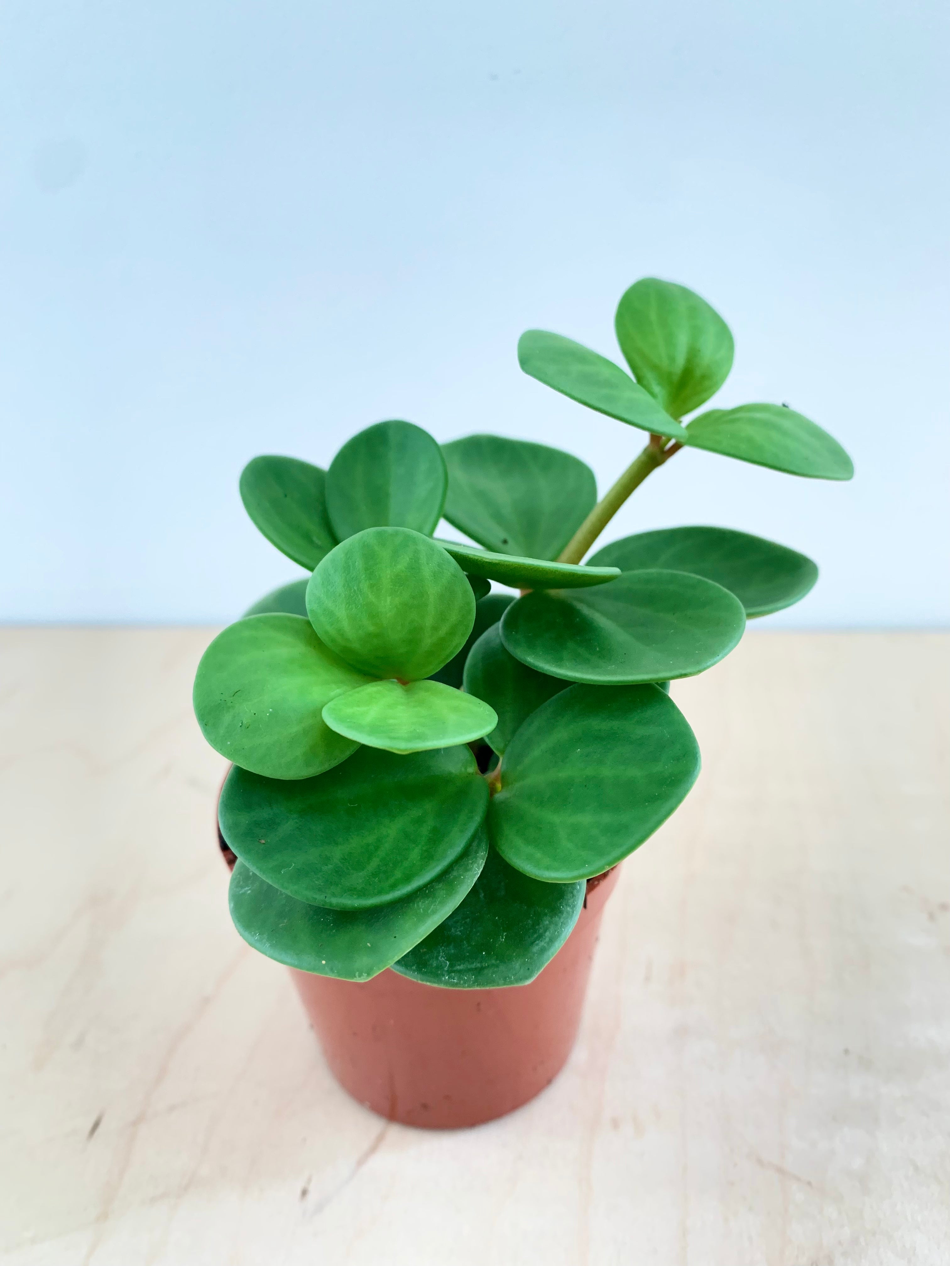 Peperomia 'Esperanza'