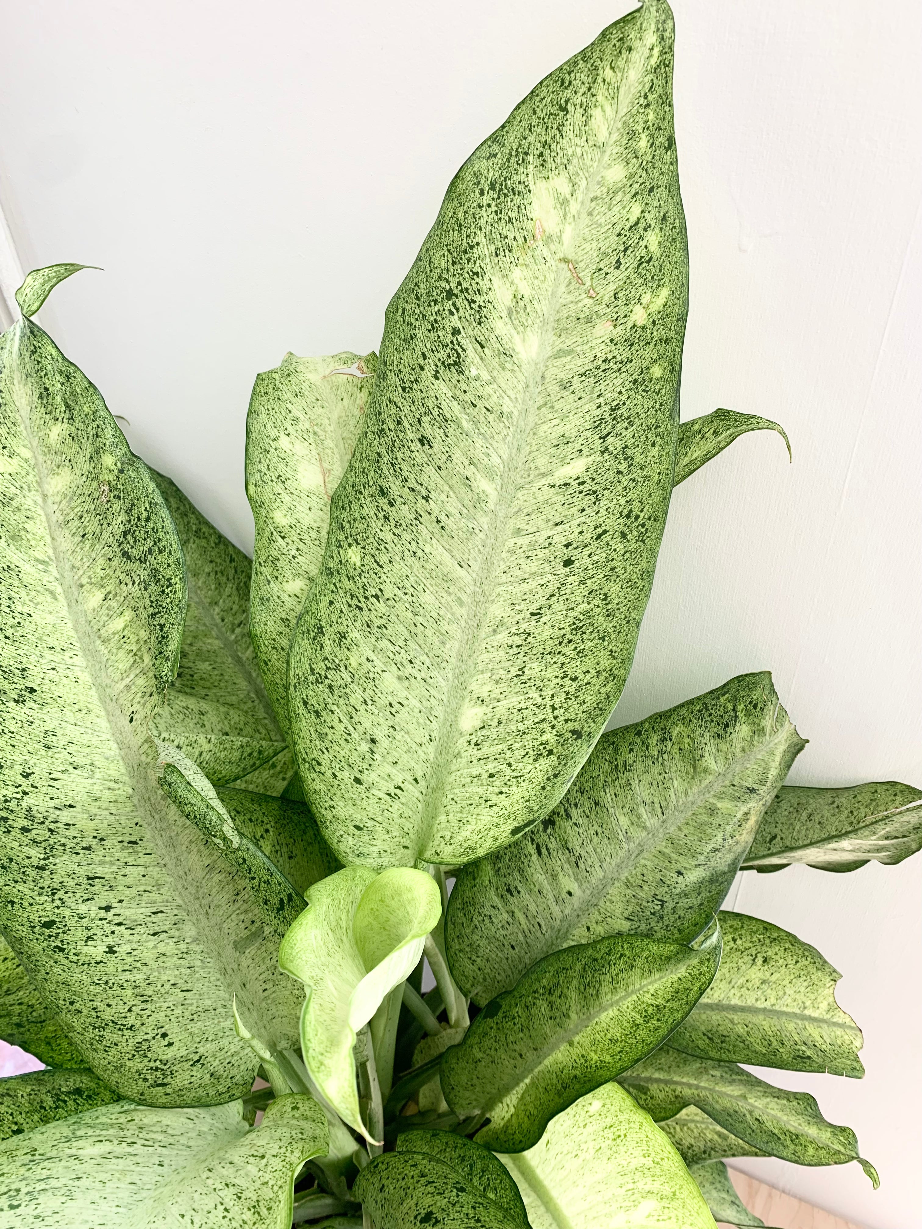 Dieffenbachia 'Camouflage'