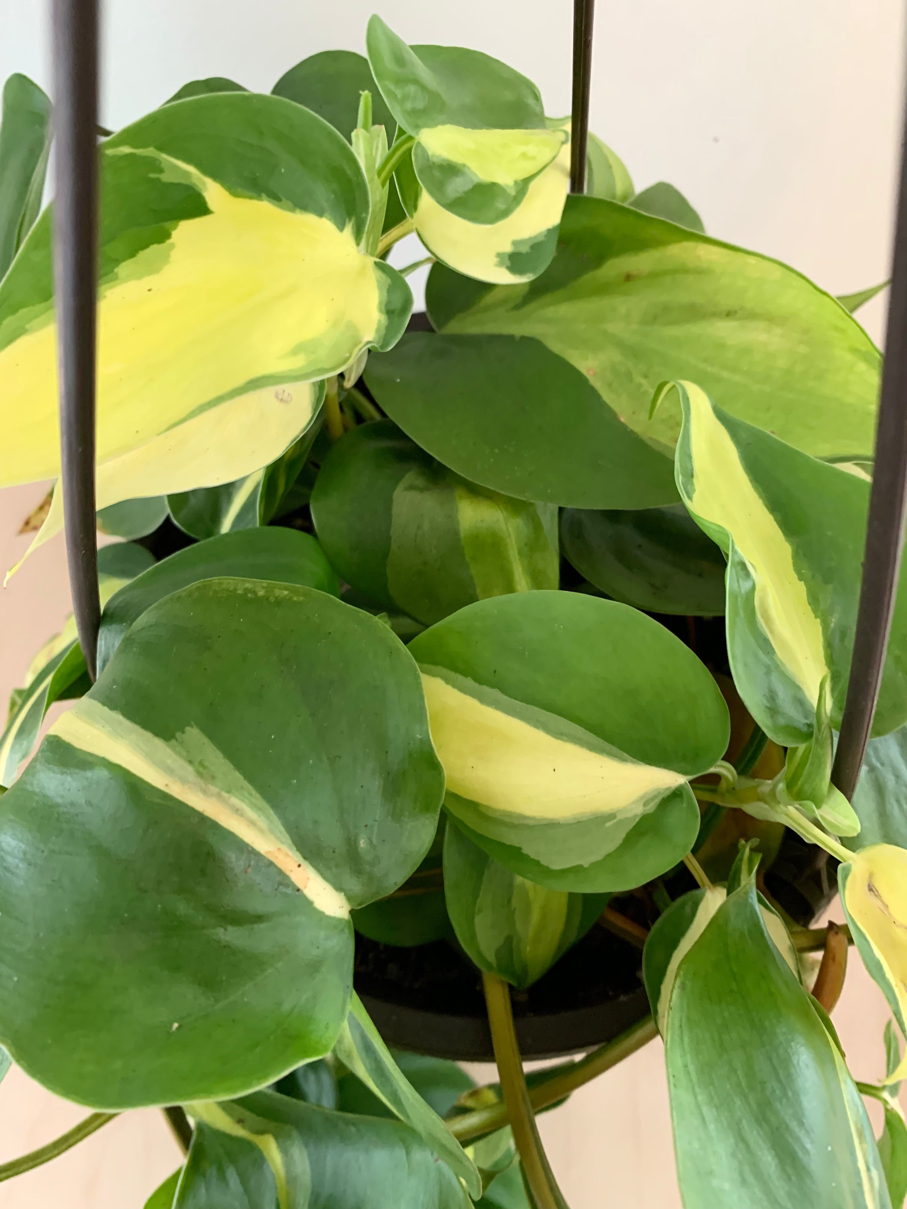 Philodendron 'Brasil'