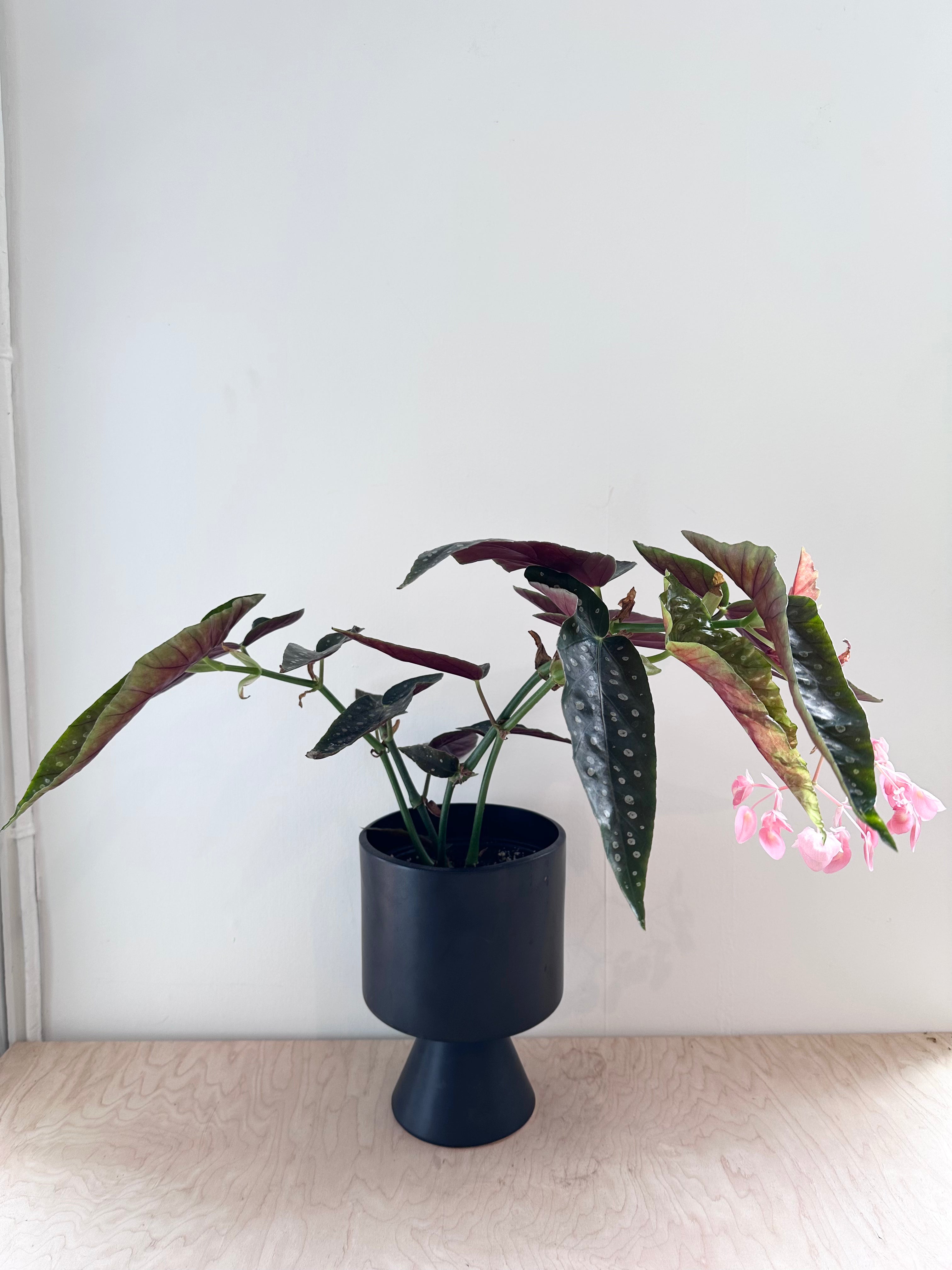 Begonia maculata