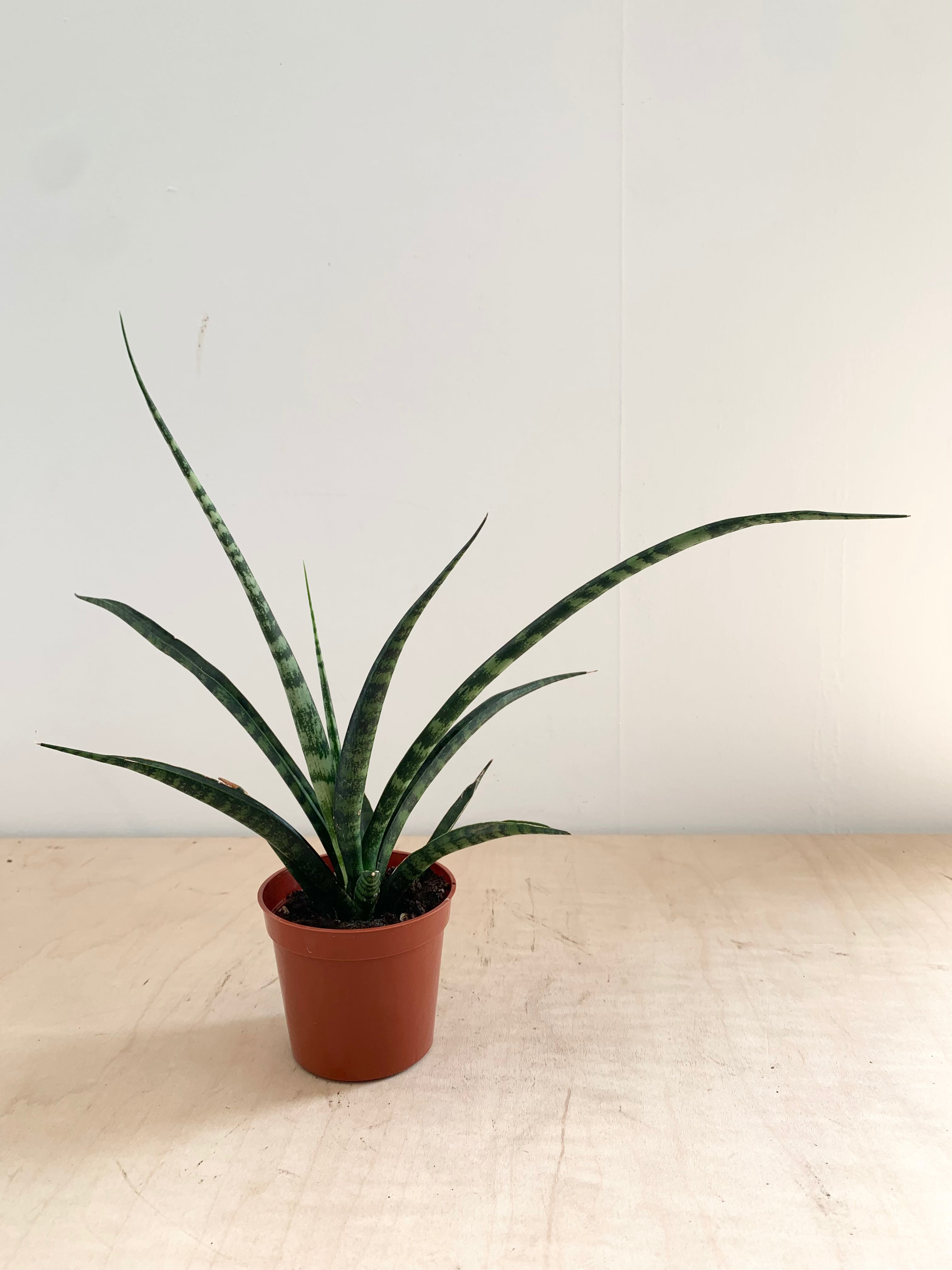 Sansevieria 'Fernwood'