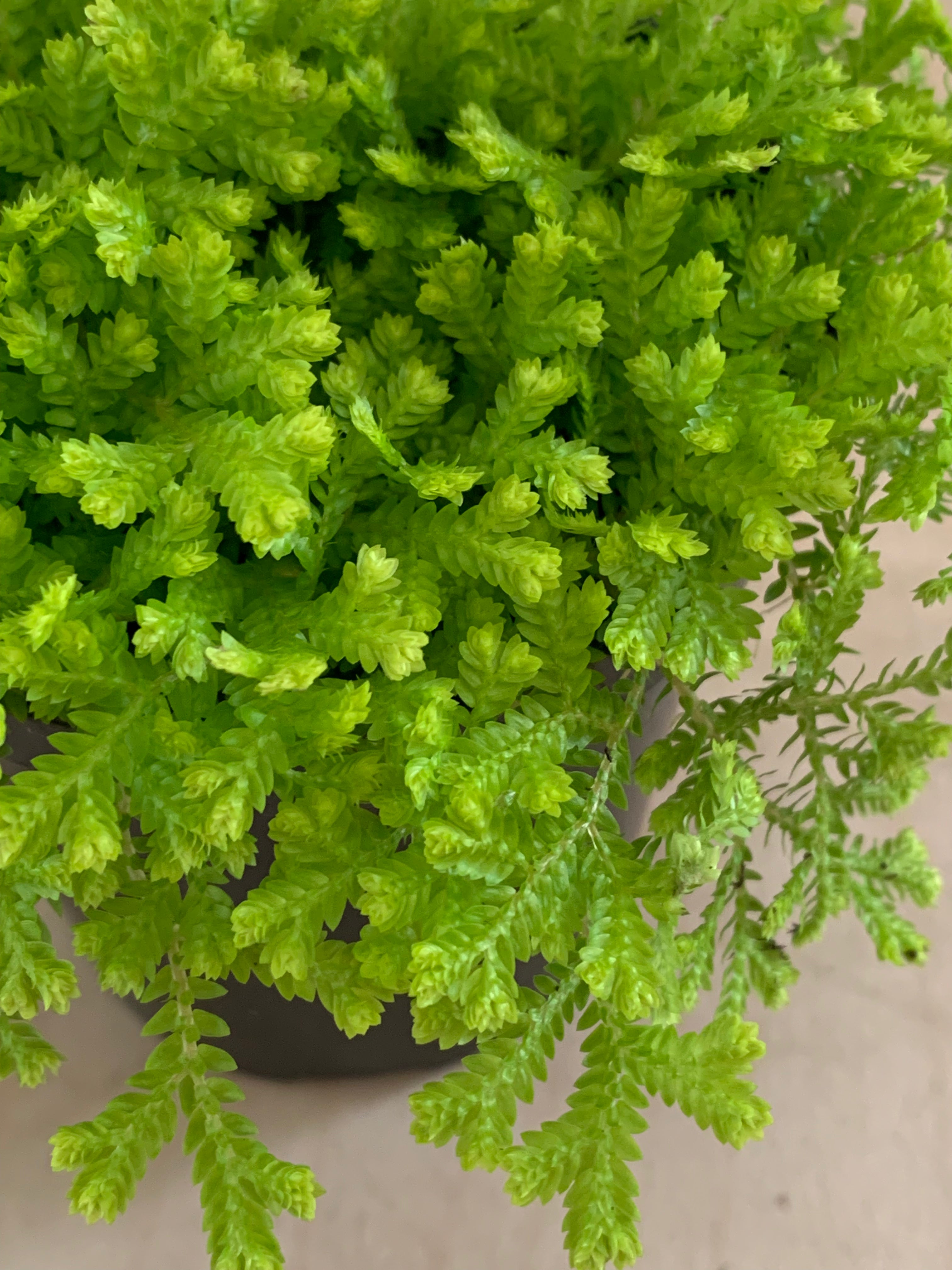 Selaginella Kraussiana