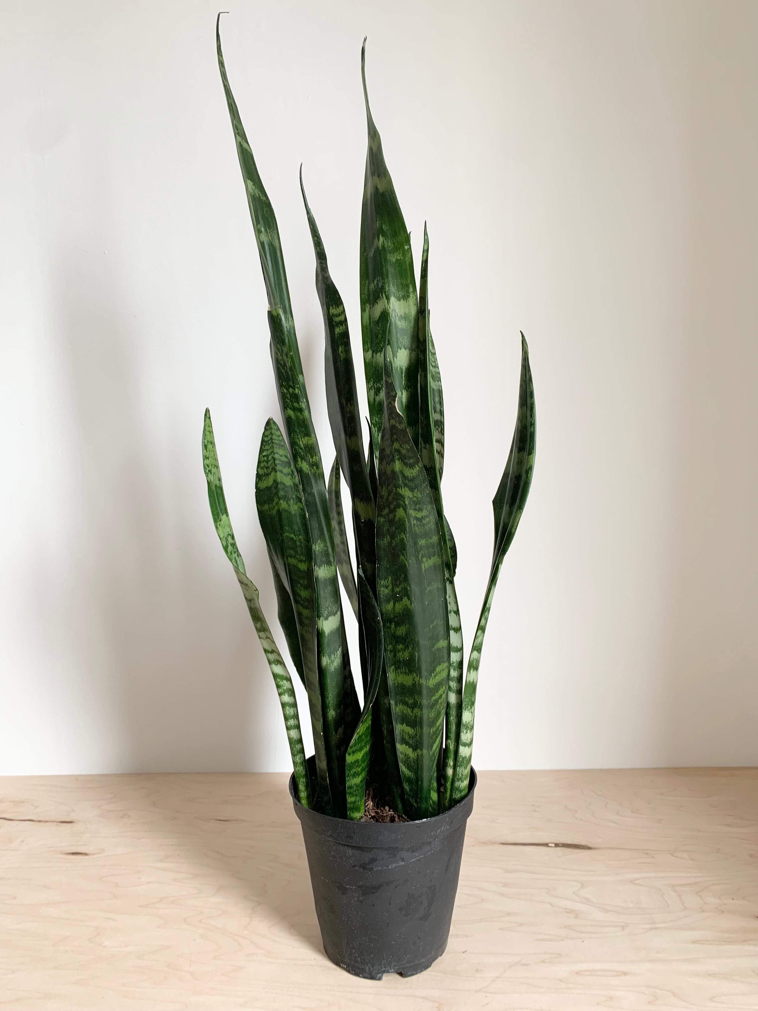 Sansevieria 'Black Coral'