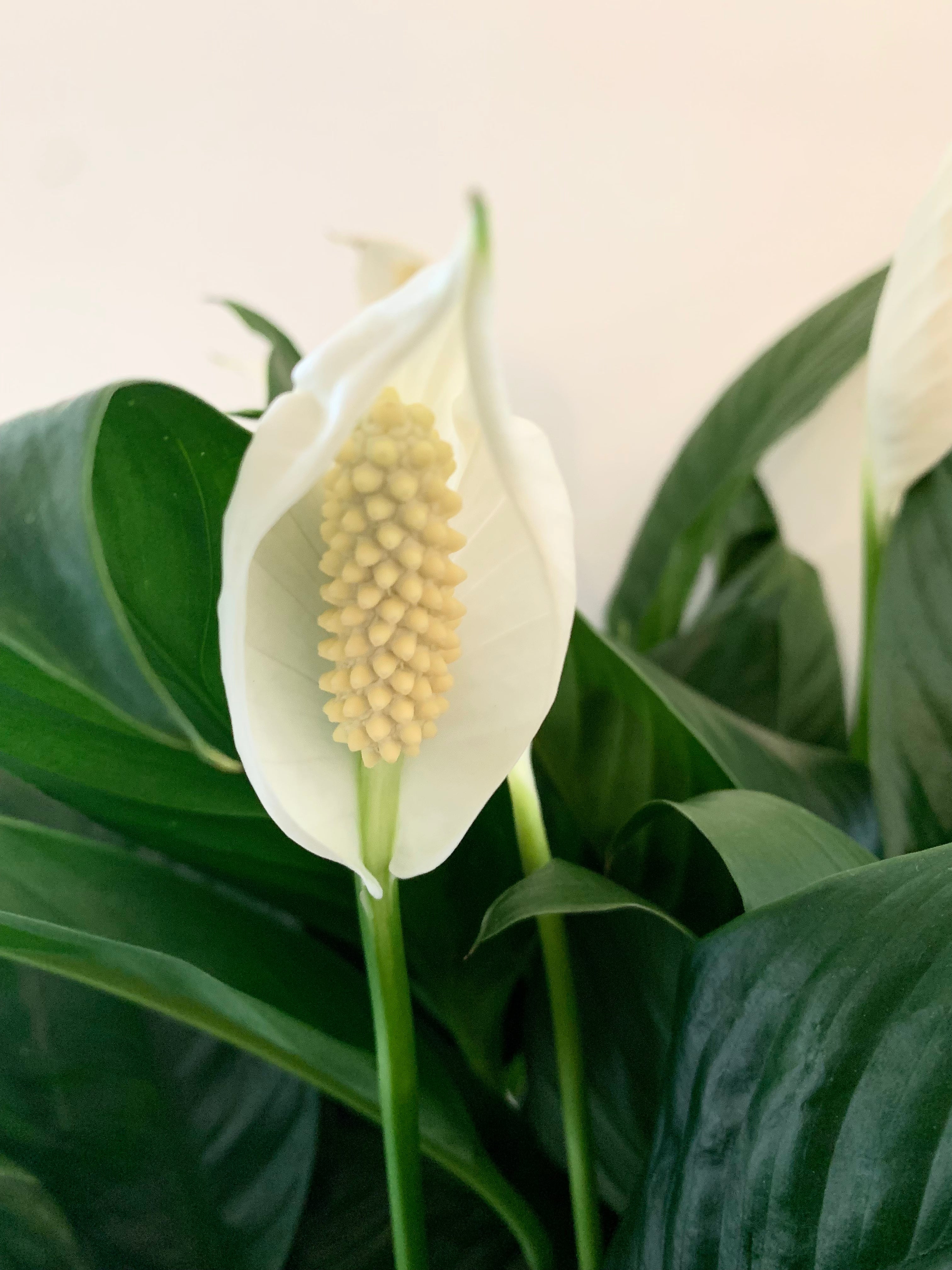 Spathiphyllum (Lis de la paix)