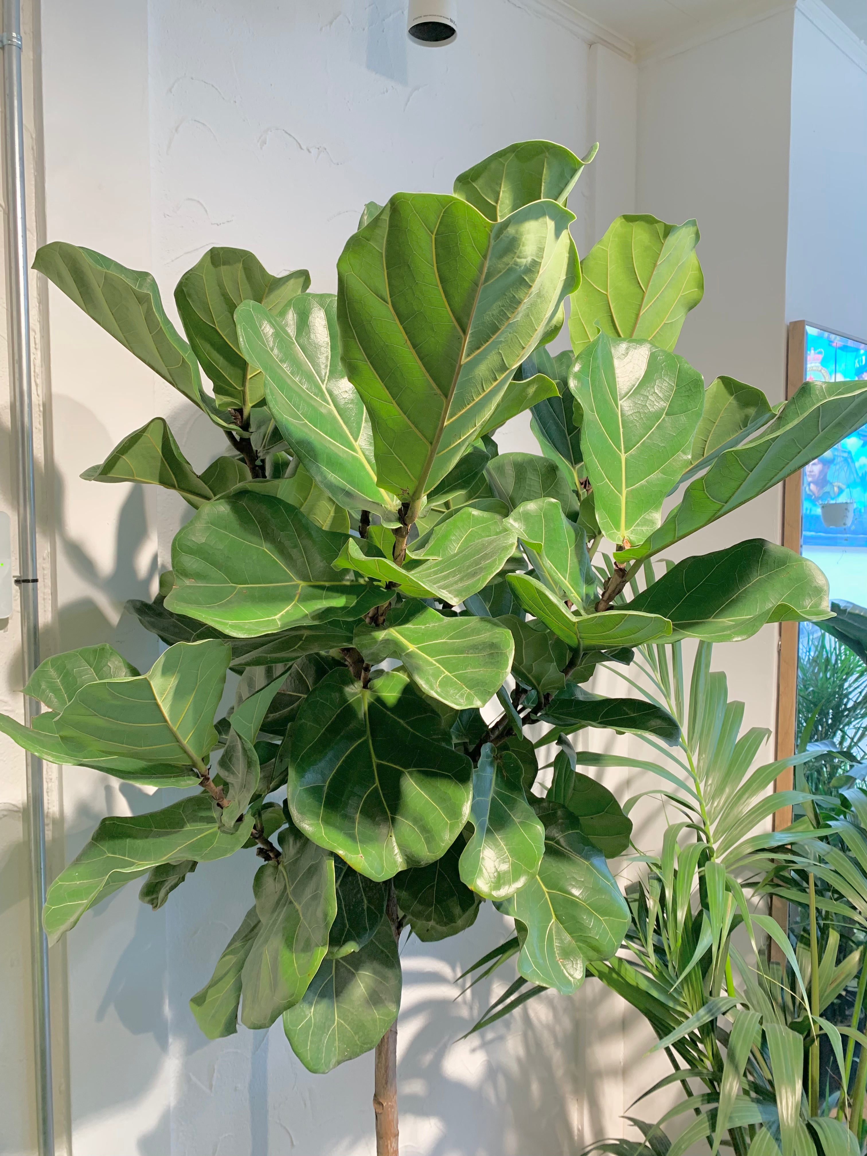 Ficus 'Lyrata Standard'