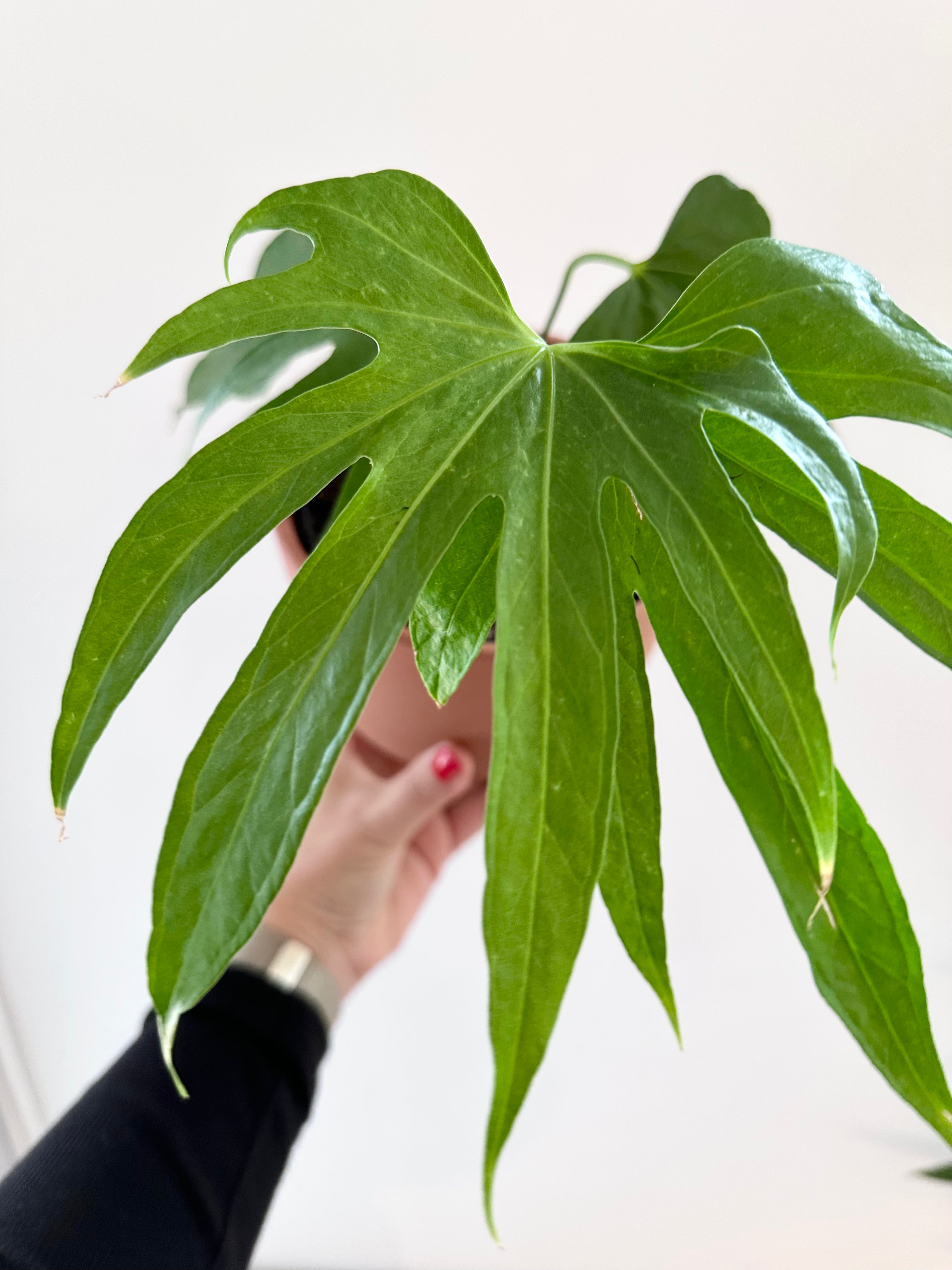 Anthurium 'Pedatoradiatum'