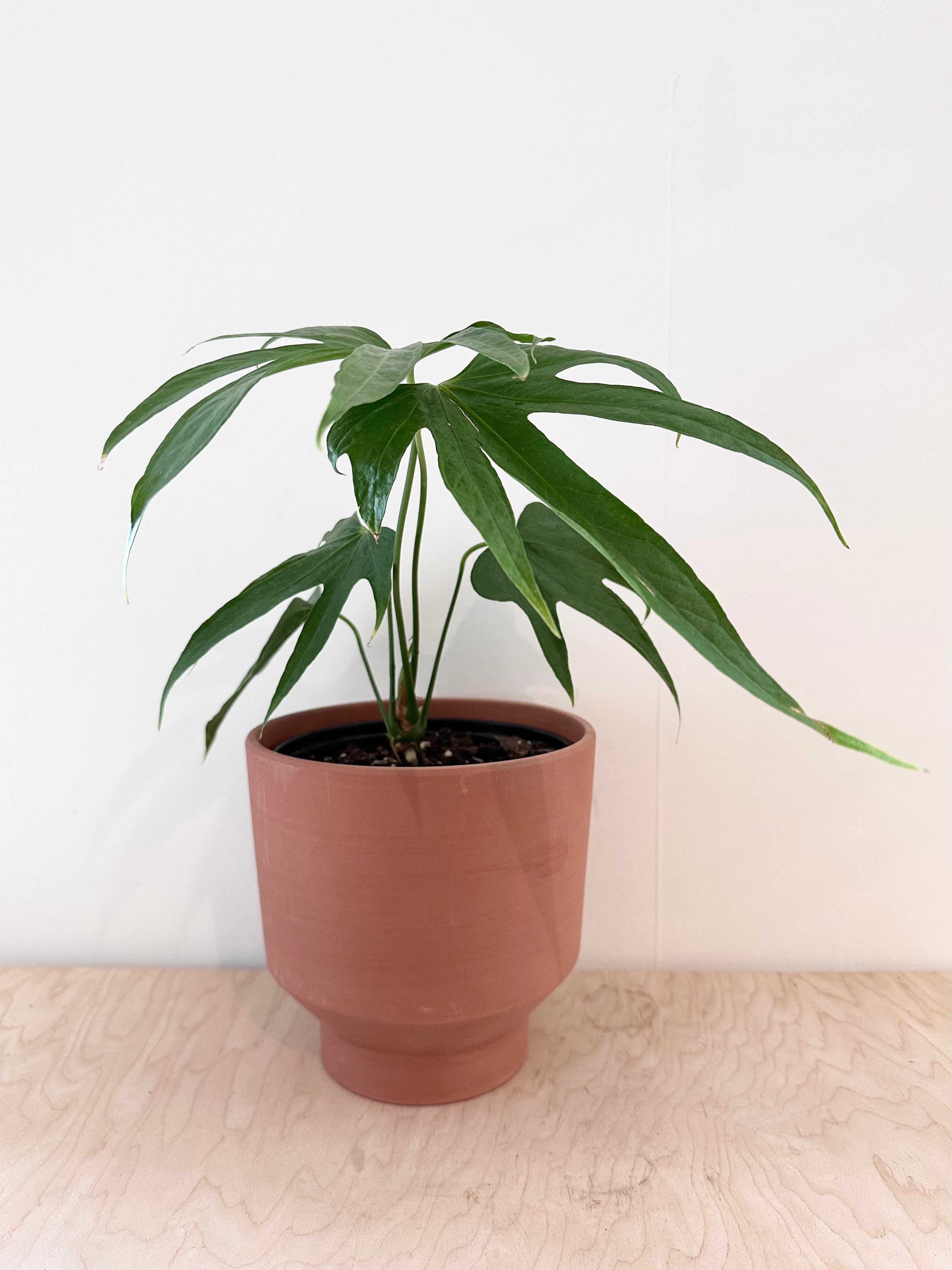 Anthurium 'Pedatoradiatum'