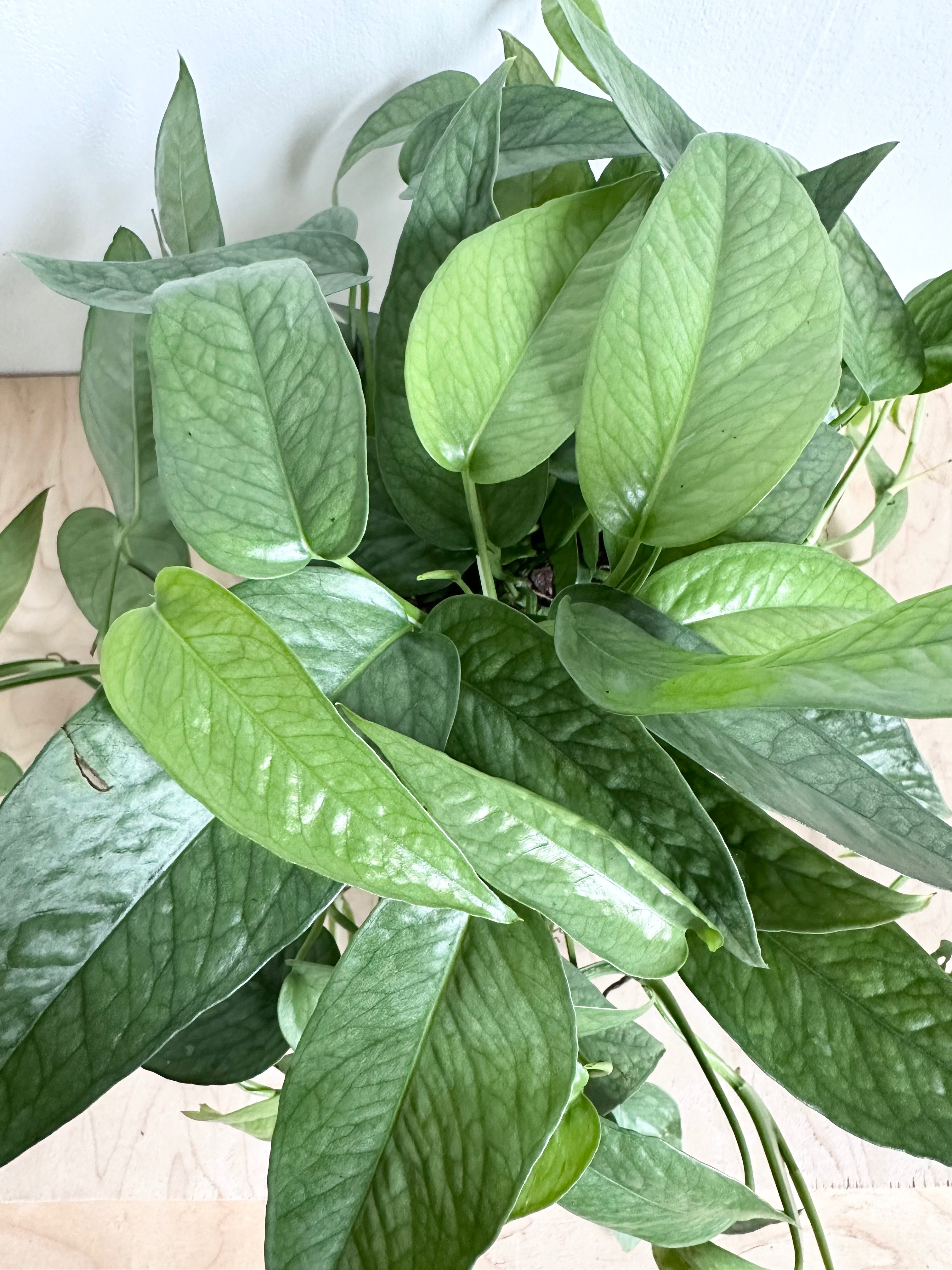 Pothos 'Cebu Blue'