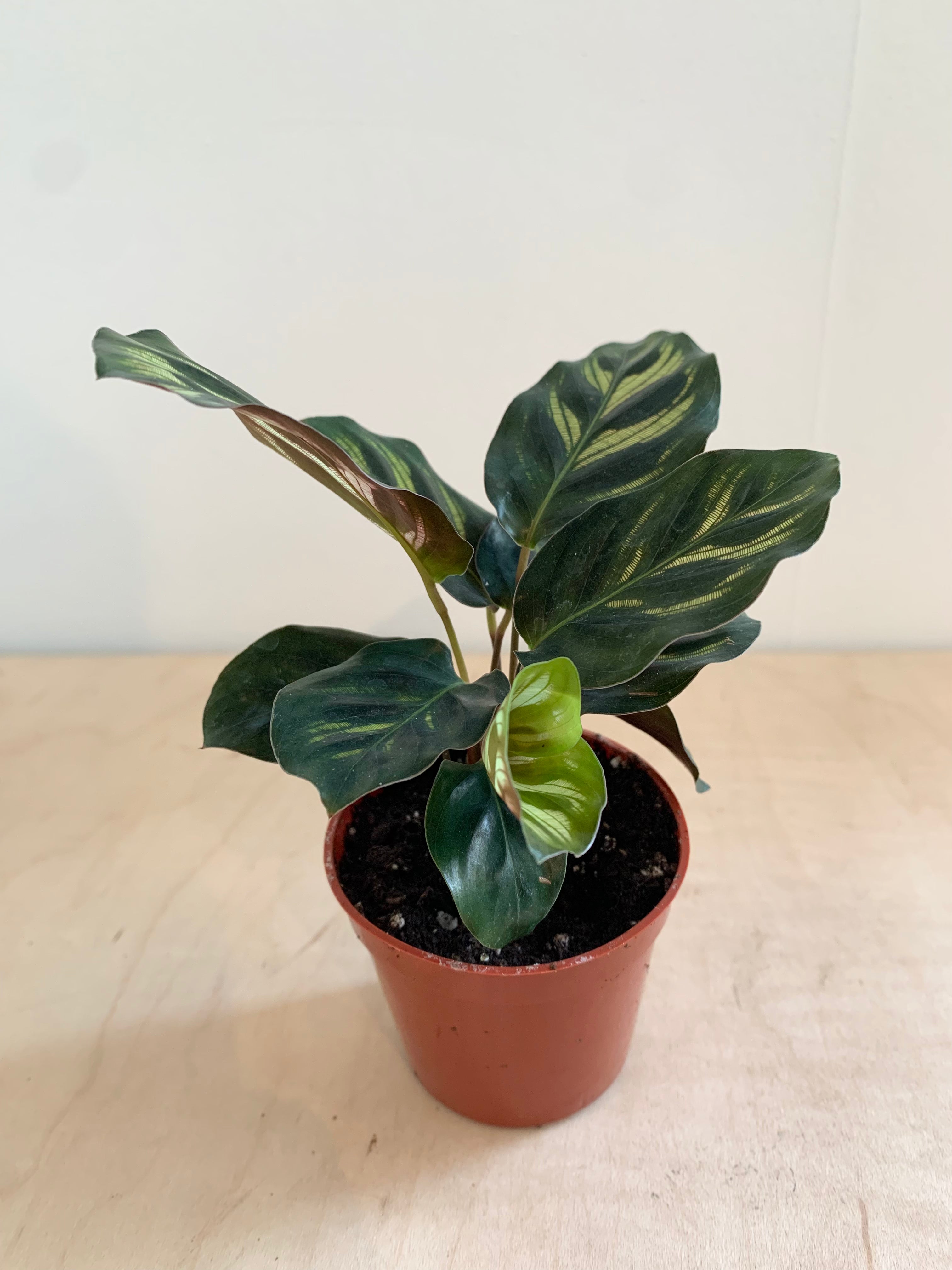 Calathea 'Makoyana'