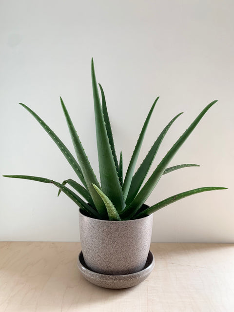 aloe vera planta medicinala Aloe Vera, Planta Medicinal – Foliage