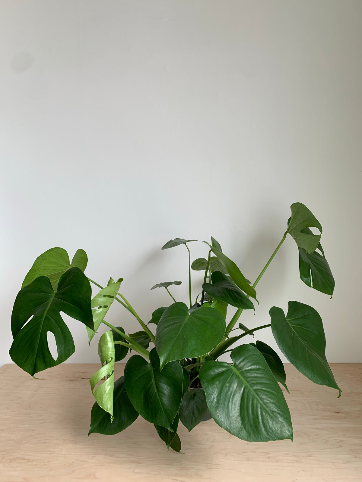 Monstera Délicieuse