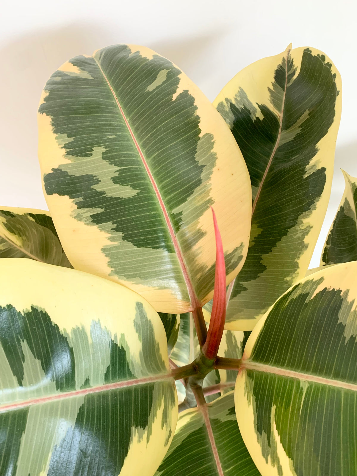 Ficus Elastica 'Tineke'
