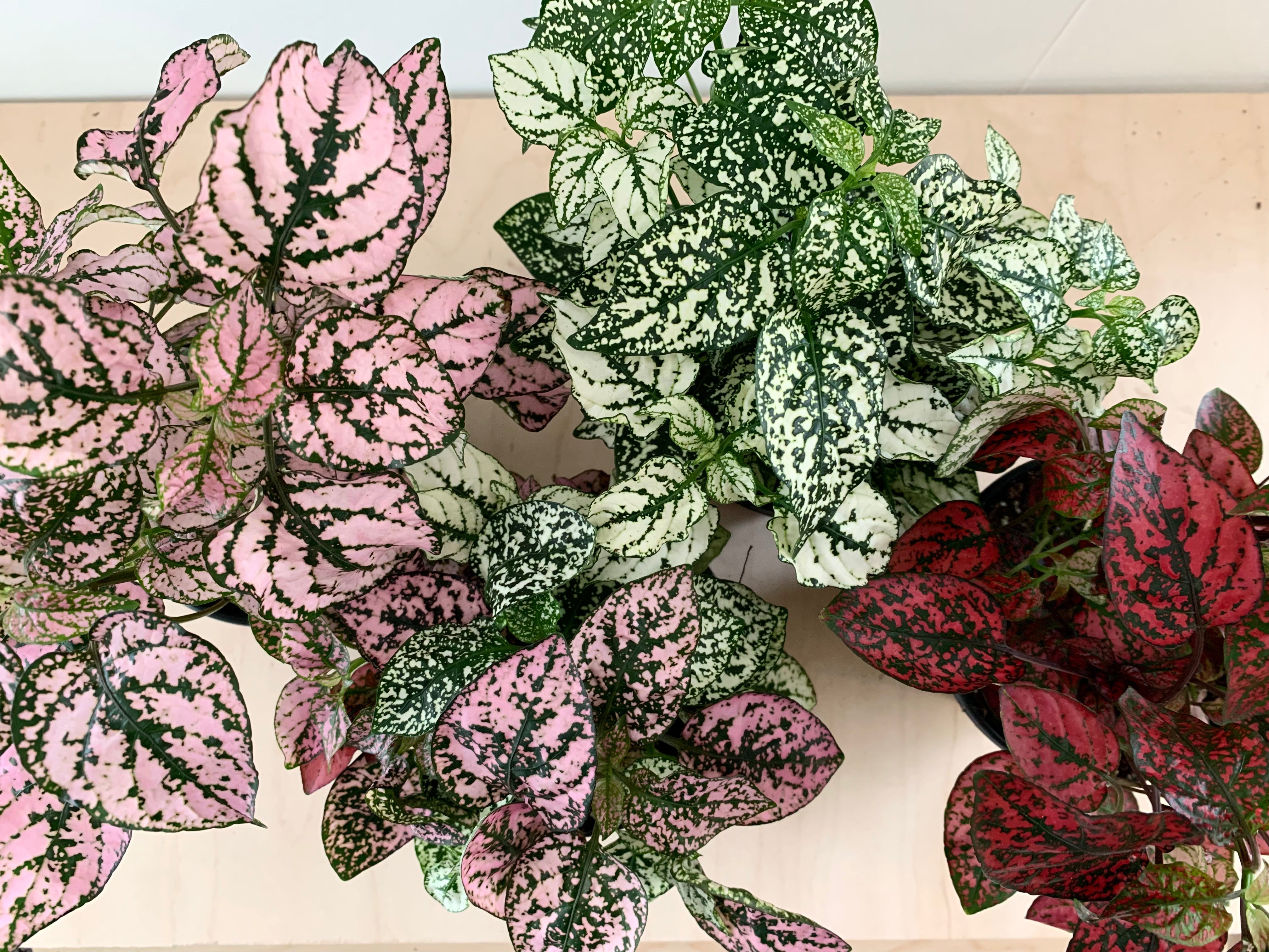 Polka Dot, Assorted