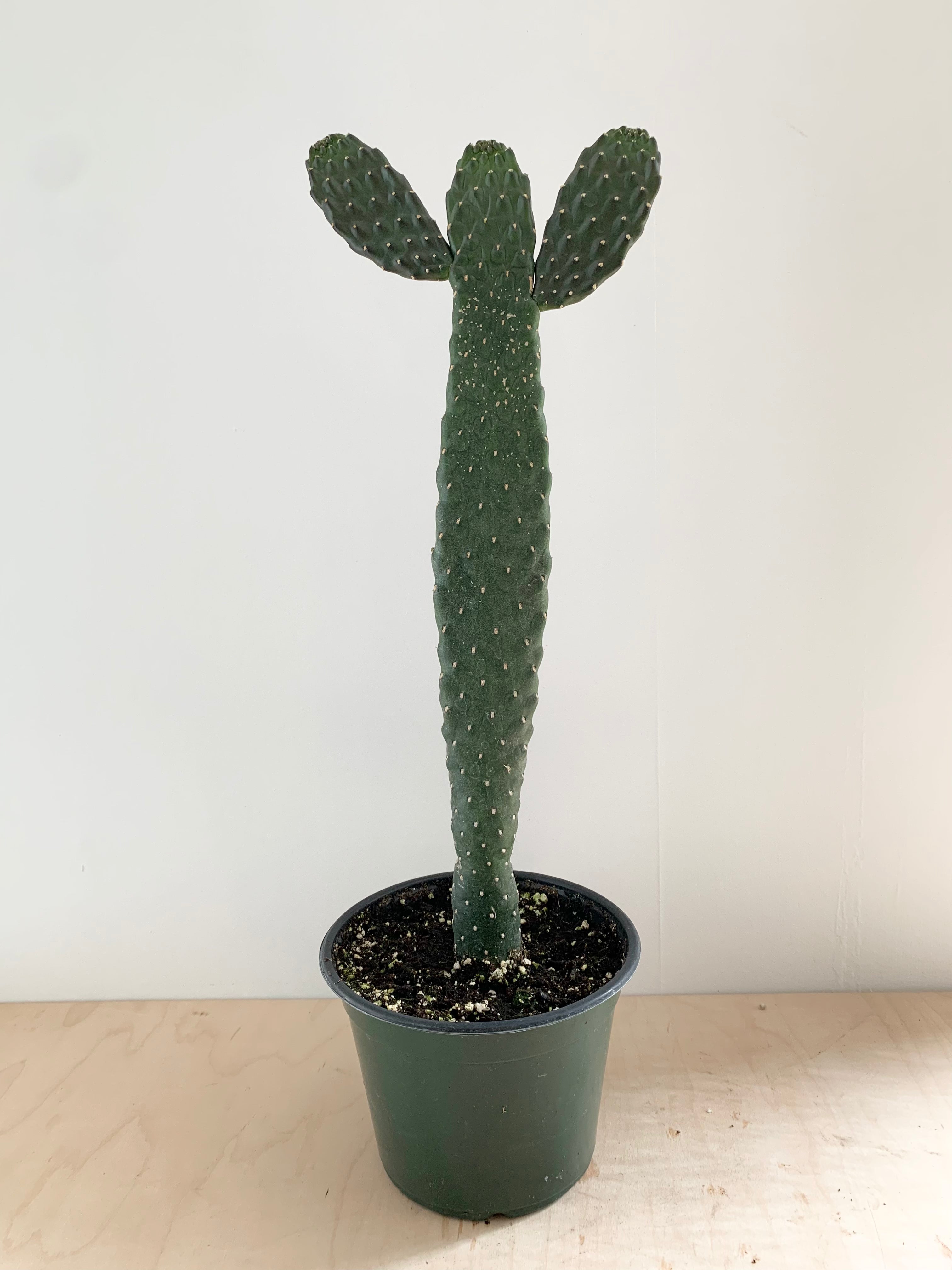 Cactus de dibujos animados